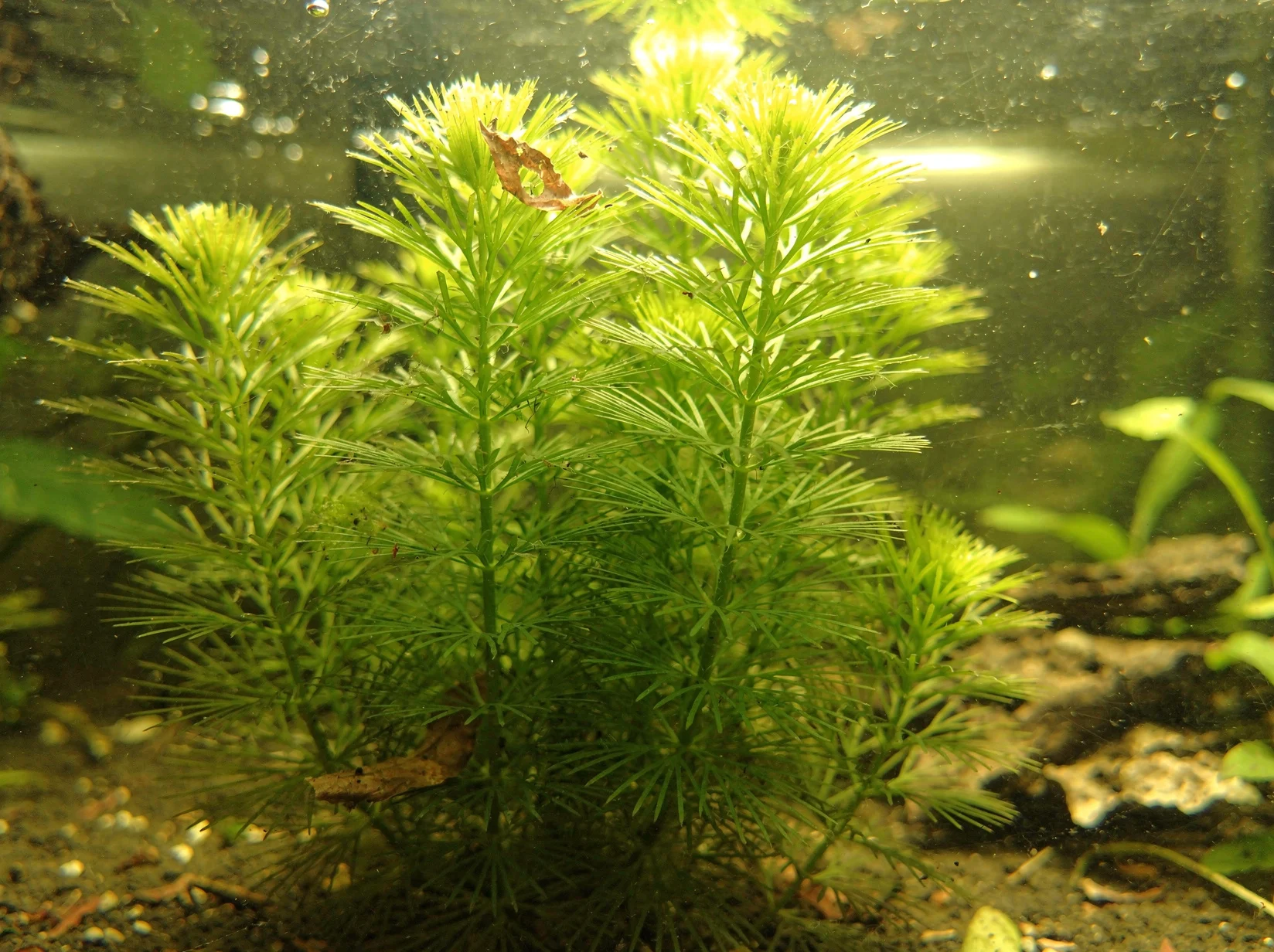 Ussuri Watermilfoil