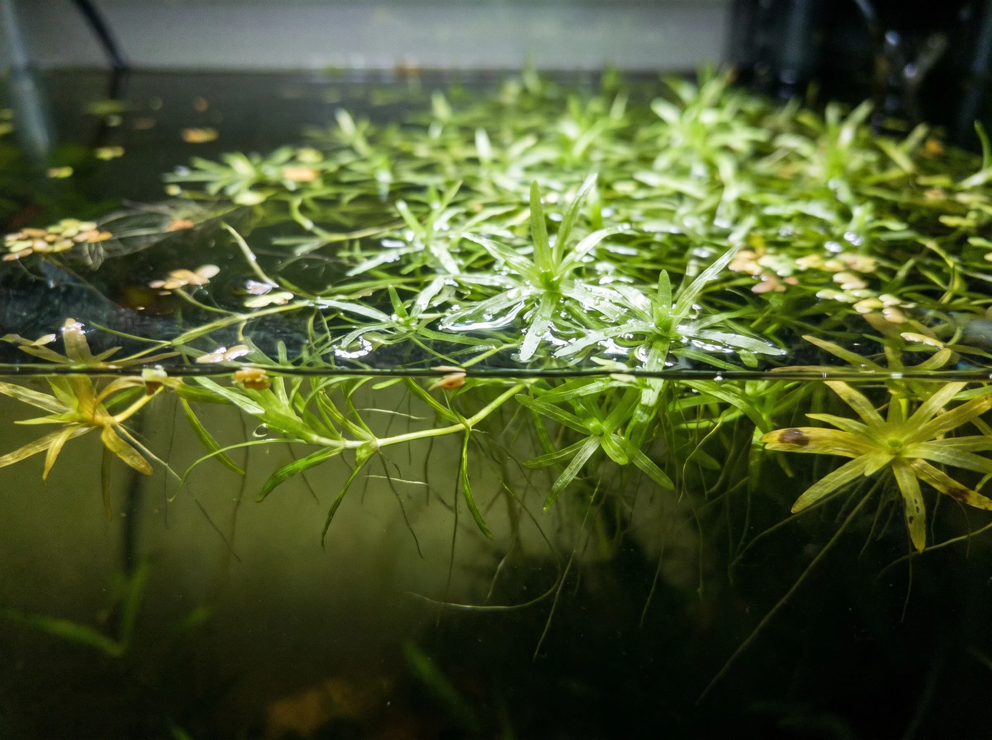 Guppy Grass
