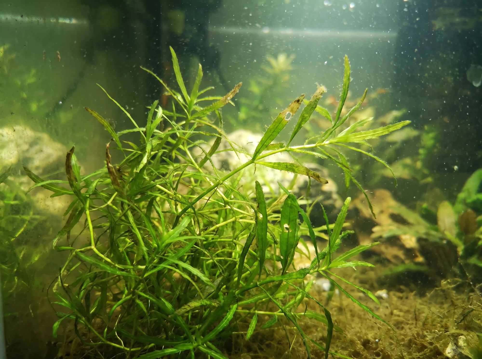Guppy Grass