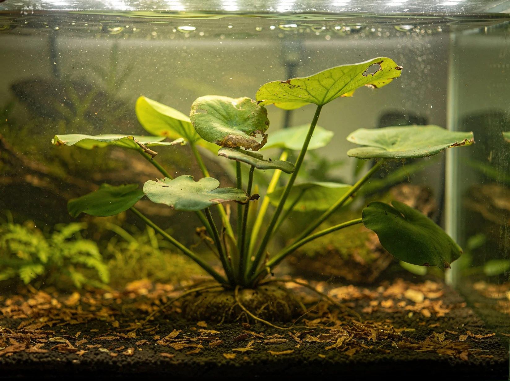 Gardner's Water Lily