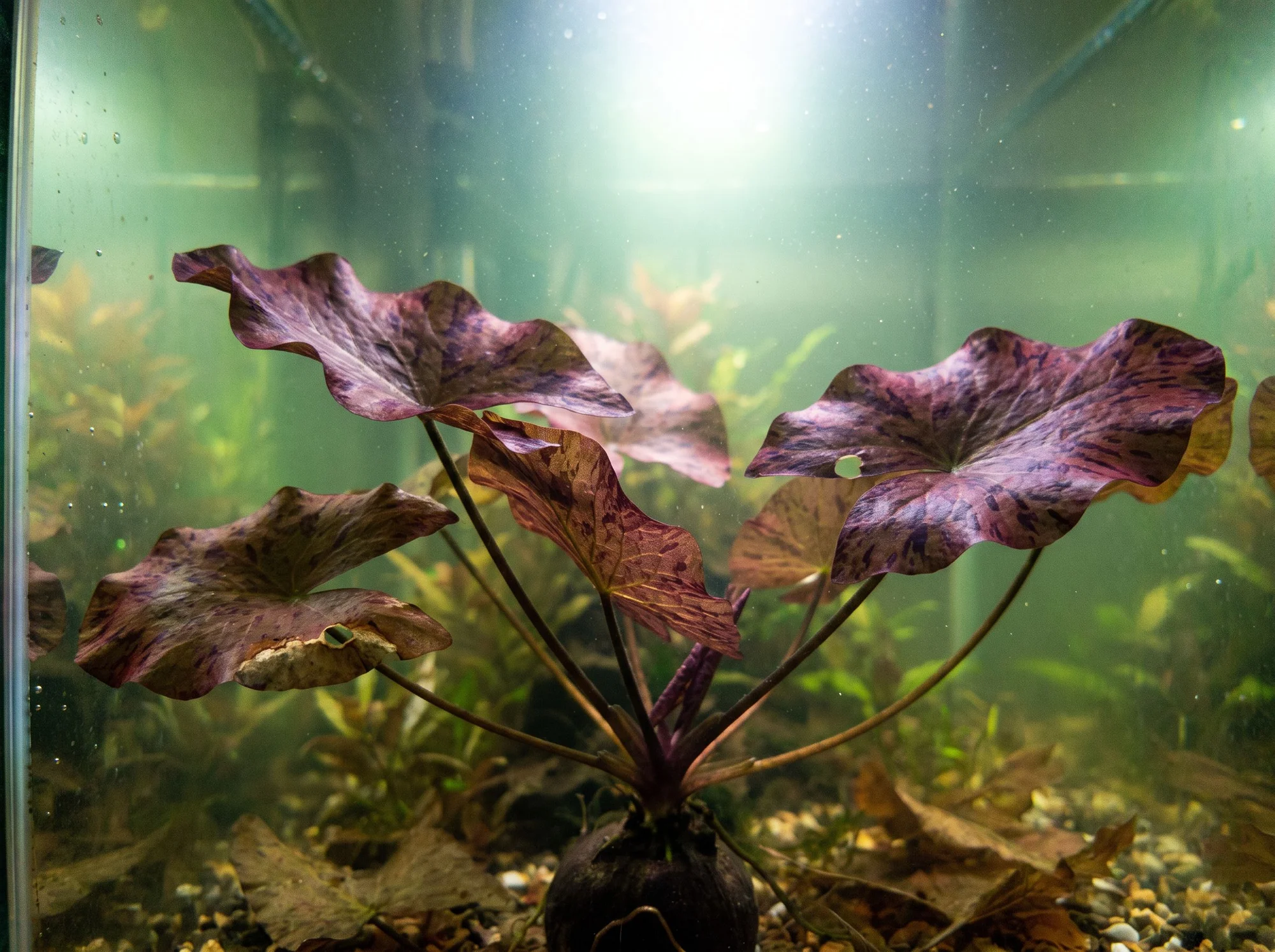 Nymphaea lotus 'rot'
