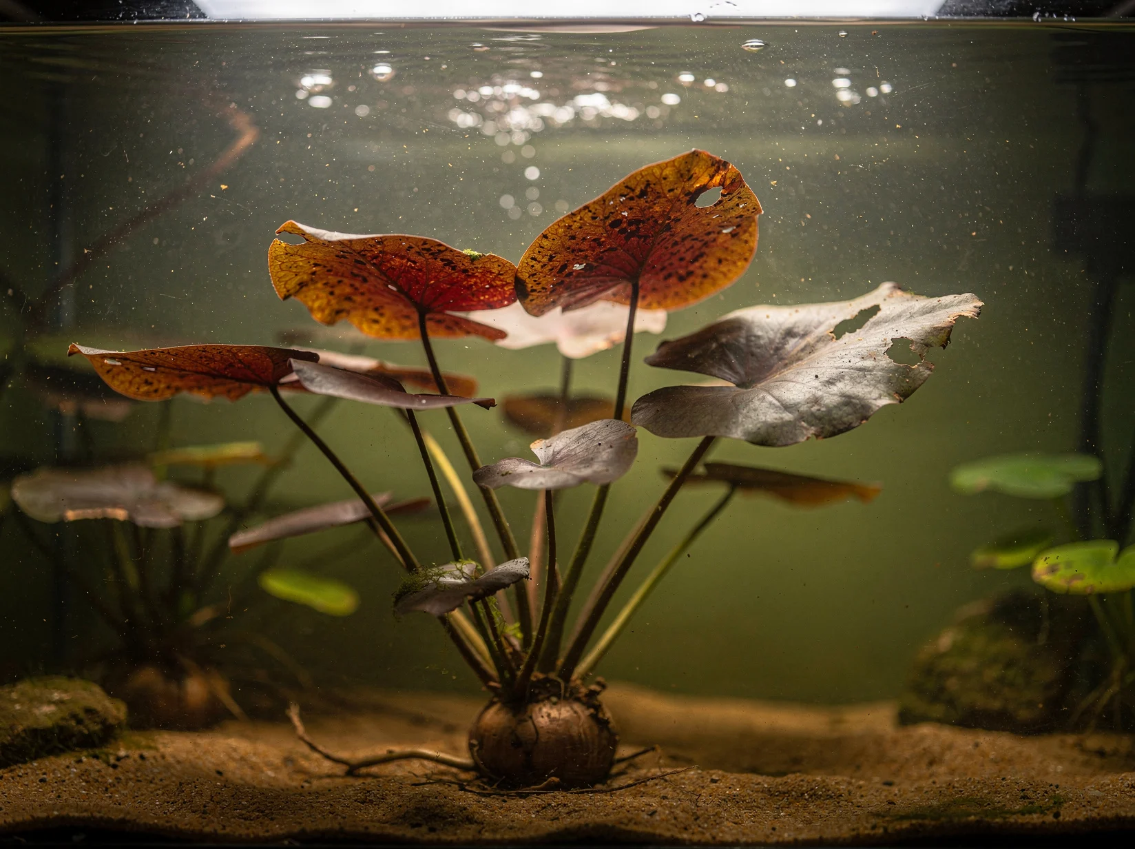 Tiger Lotus