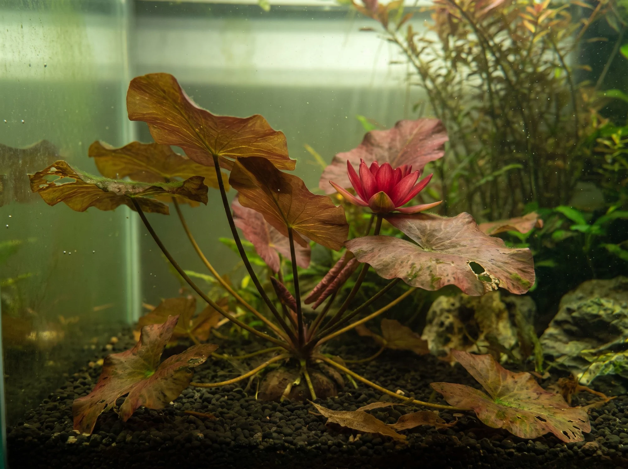 Red Water Lily
