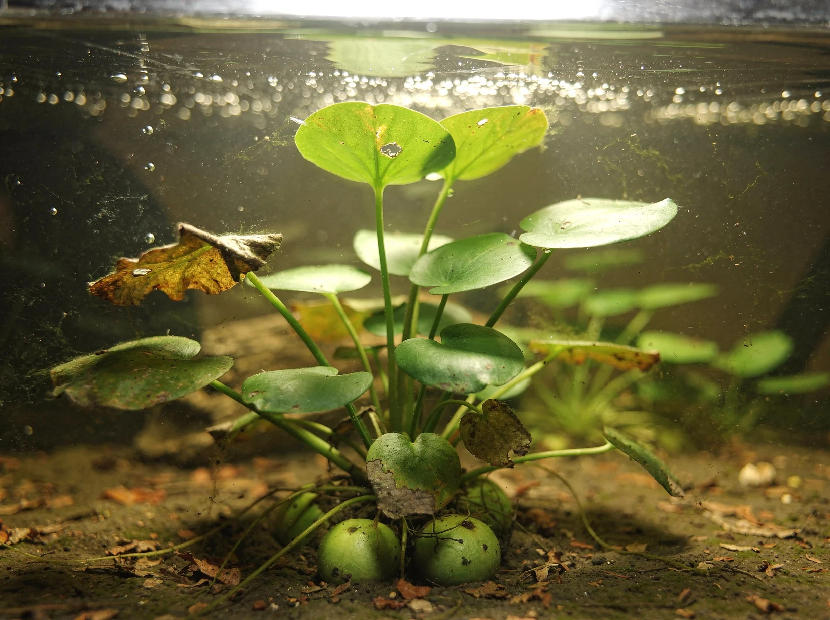 Banana Plant
