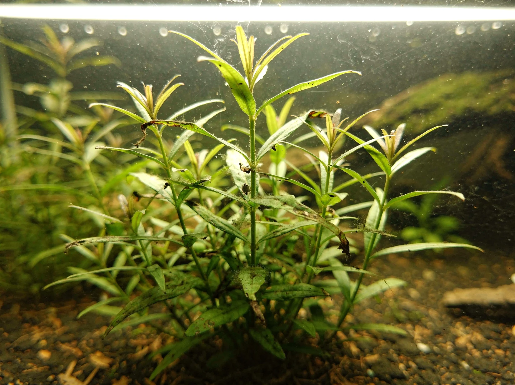 Persicaria rubí