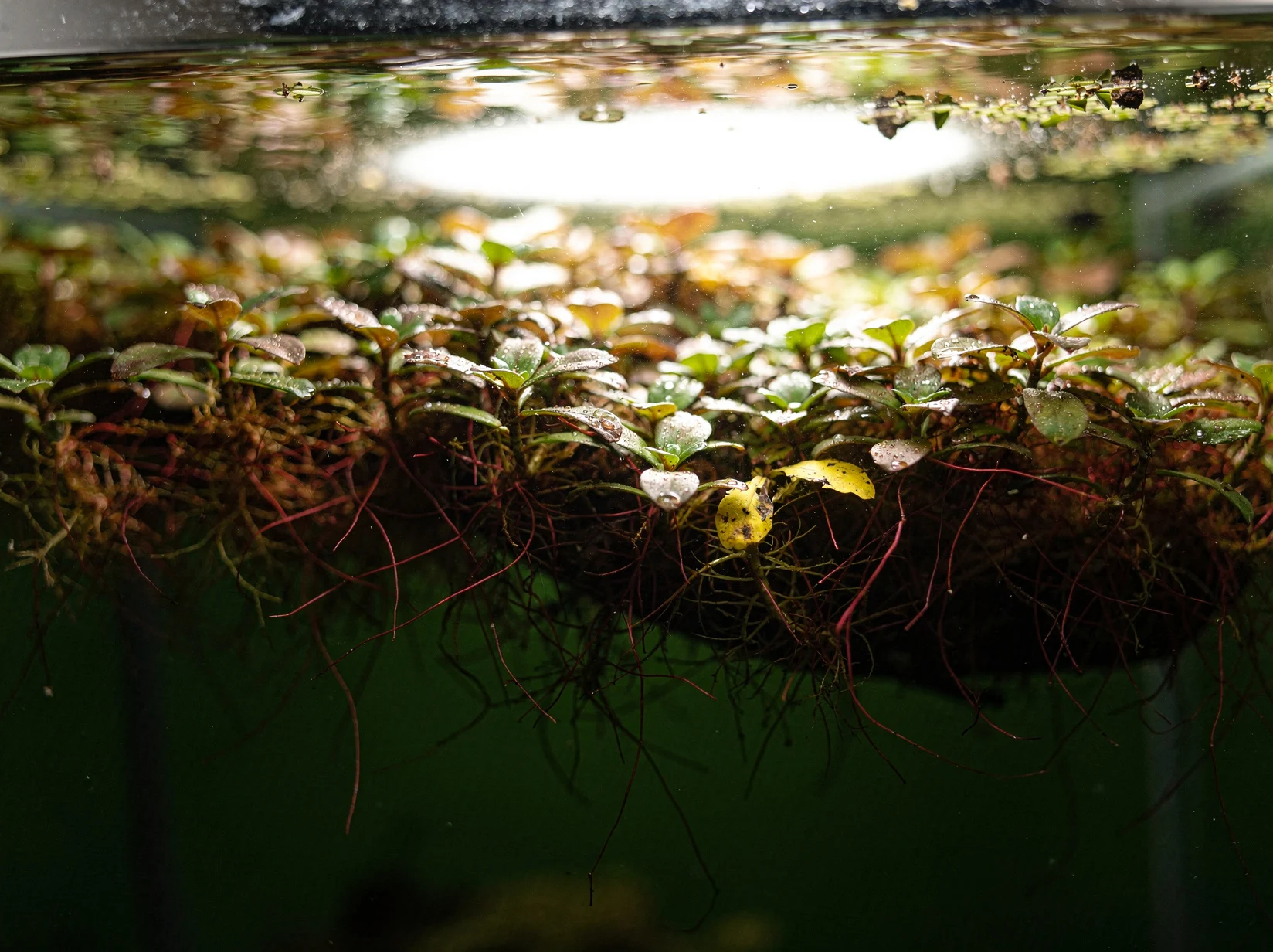Red Root Floater