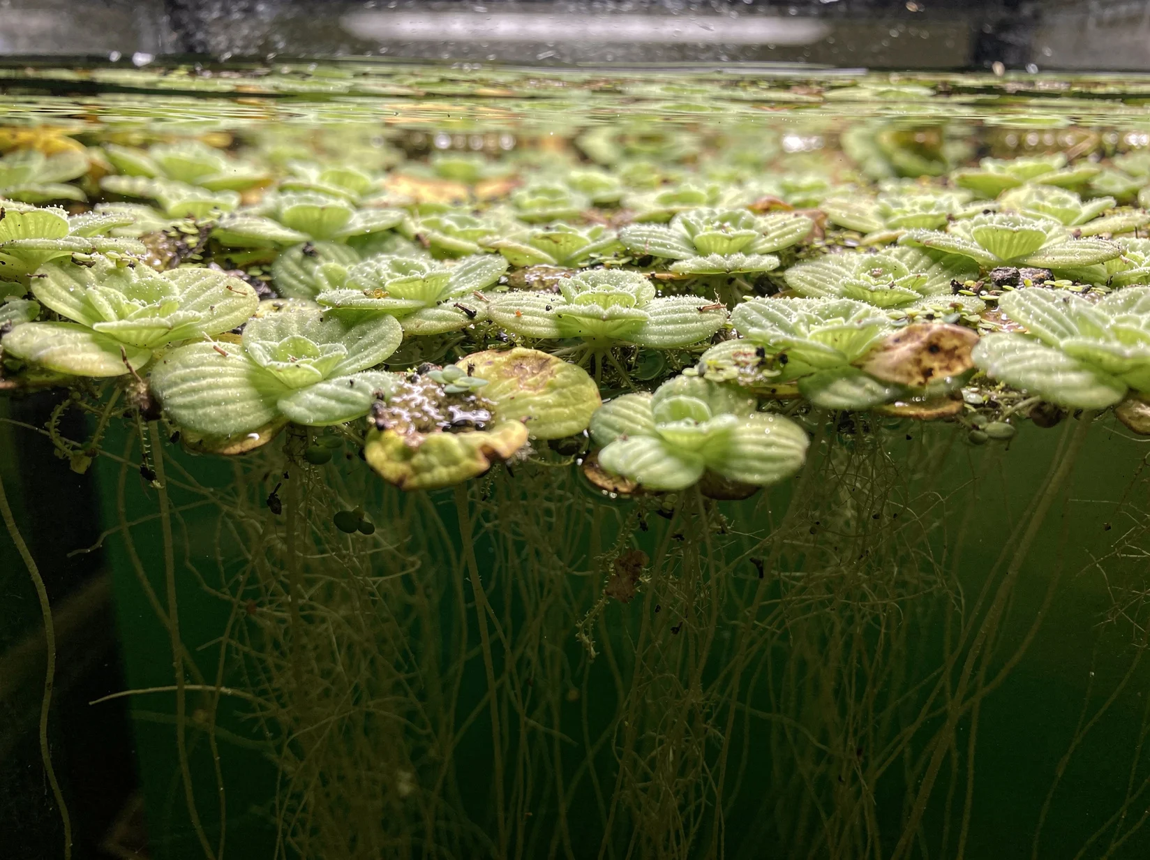 Water Lettuce