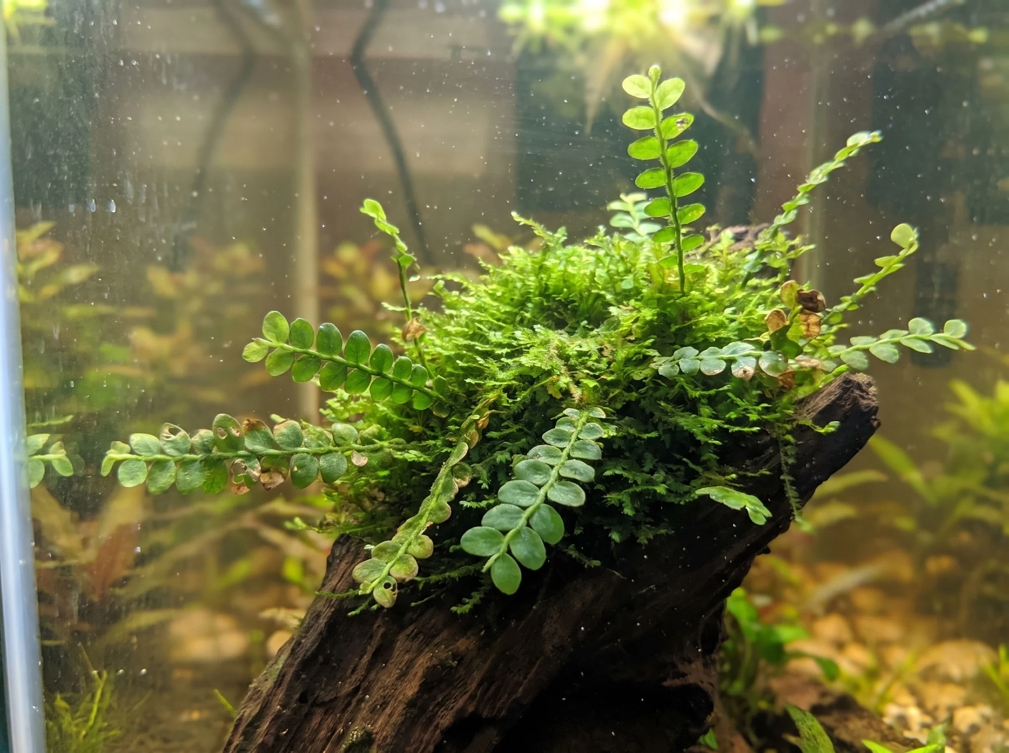 African Liverwort