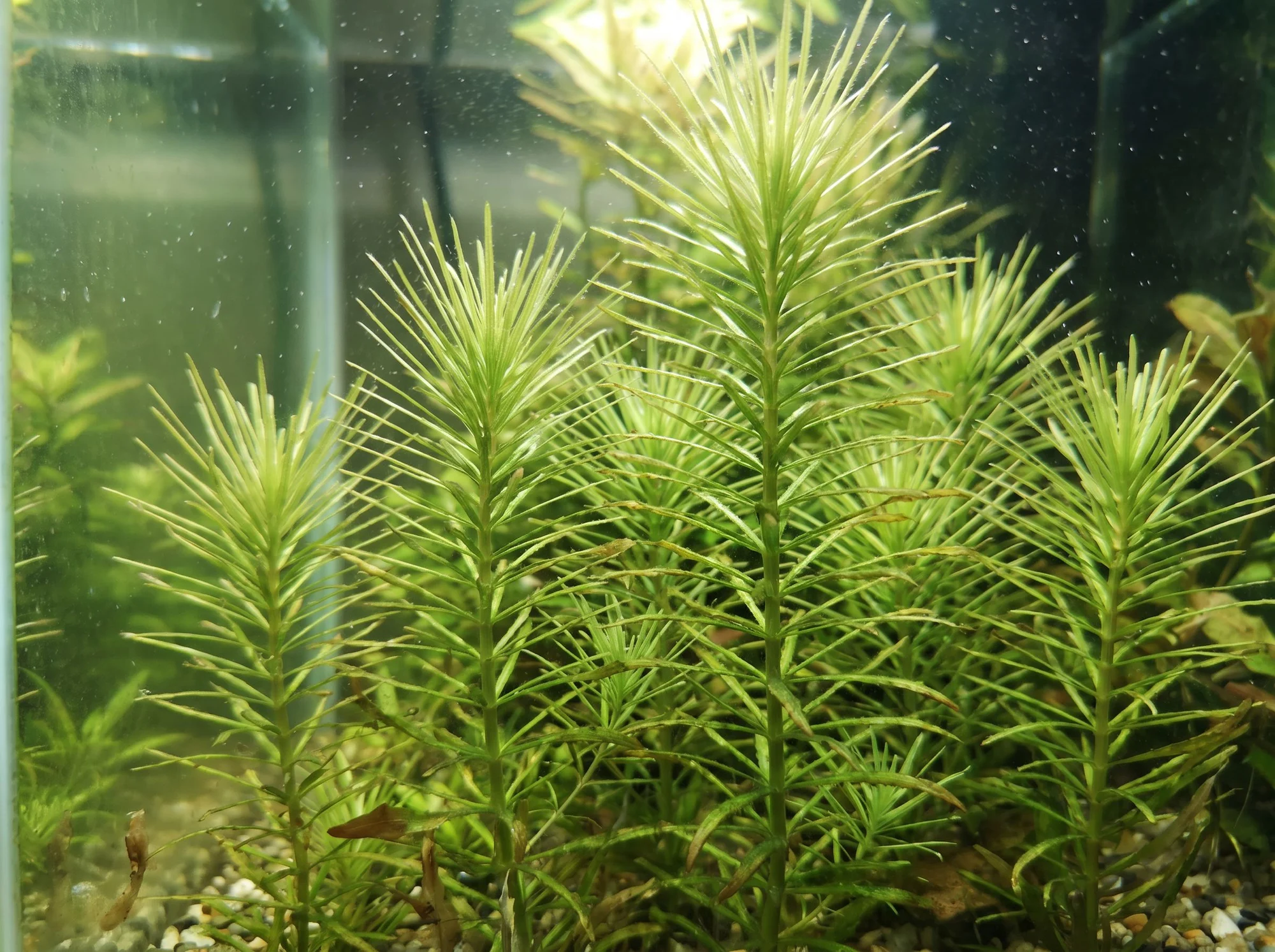 Erect Pogostemon