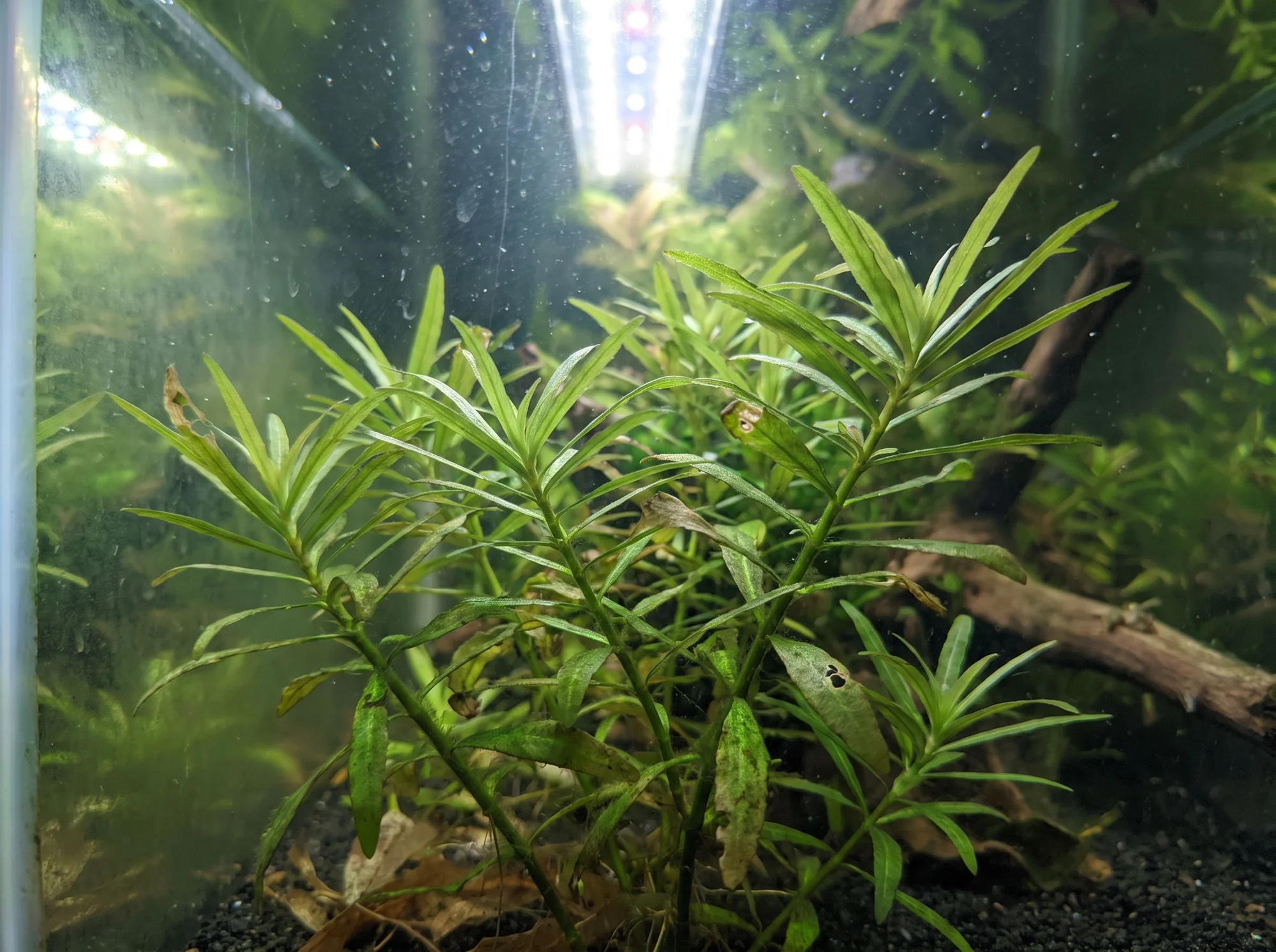 Pogostemon de Sampson