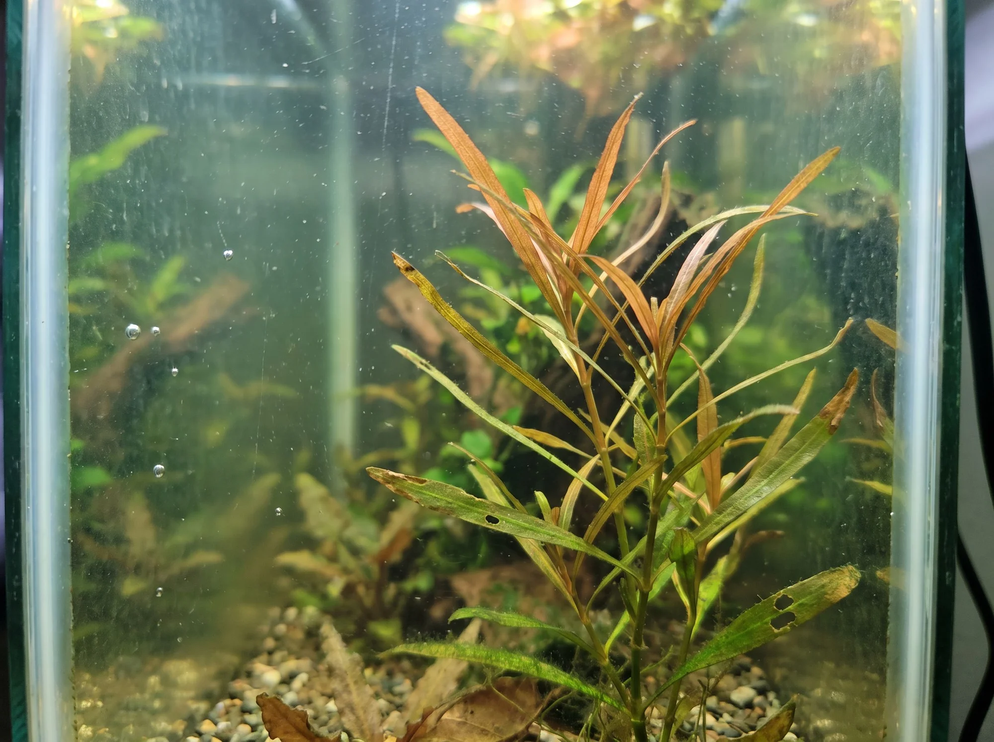 Pondweed