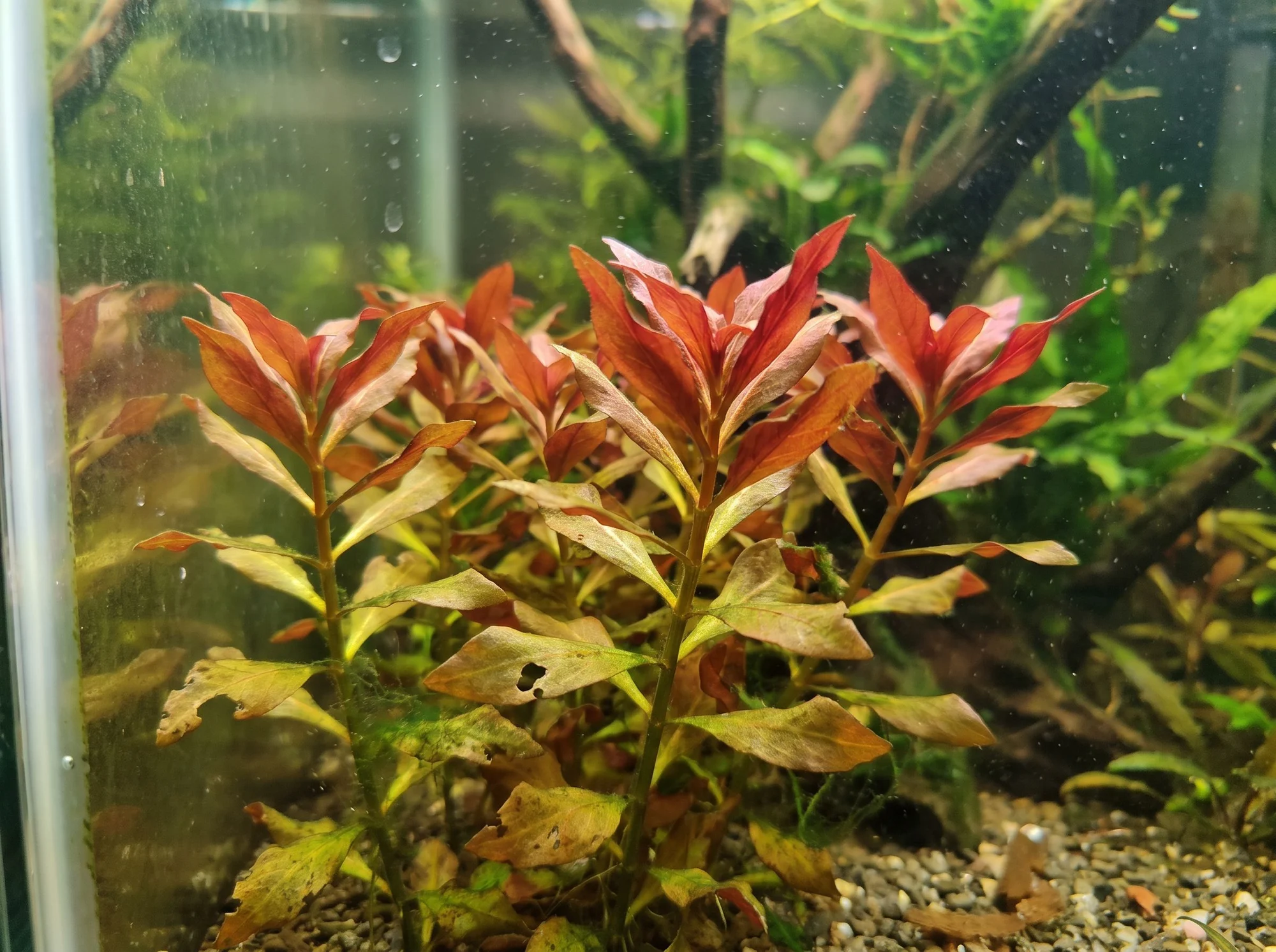 Mermaid Weed