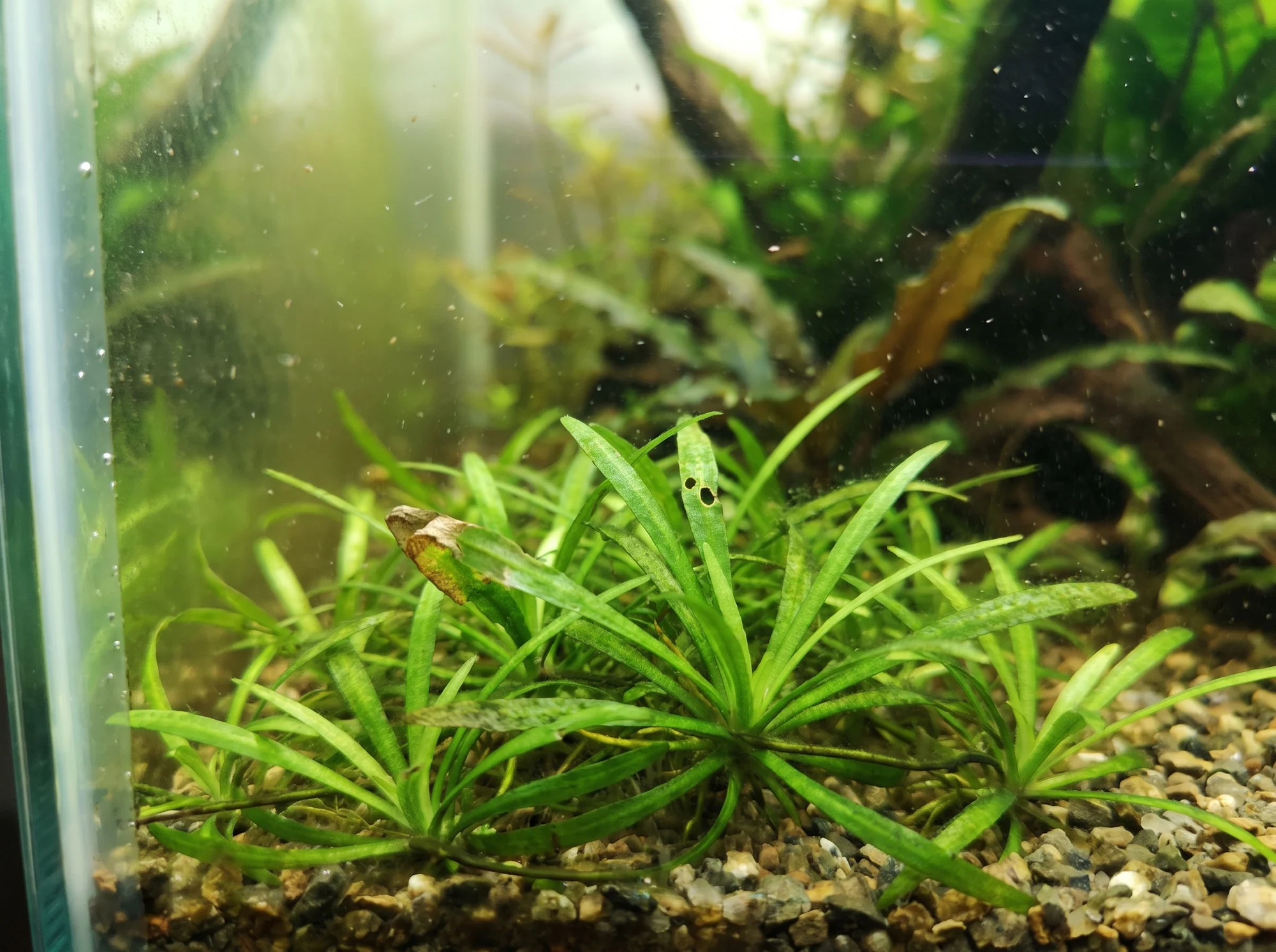 Dwarf Ranalisma