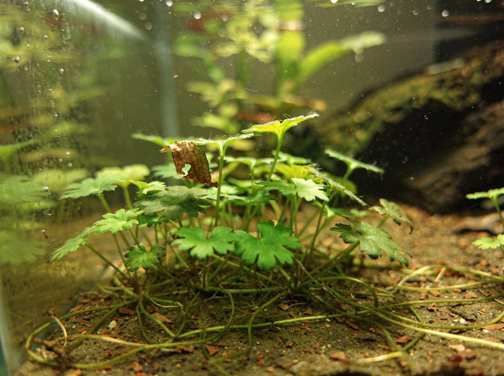 River Buttercup