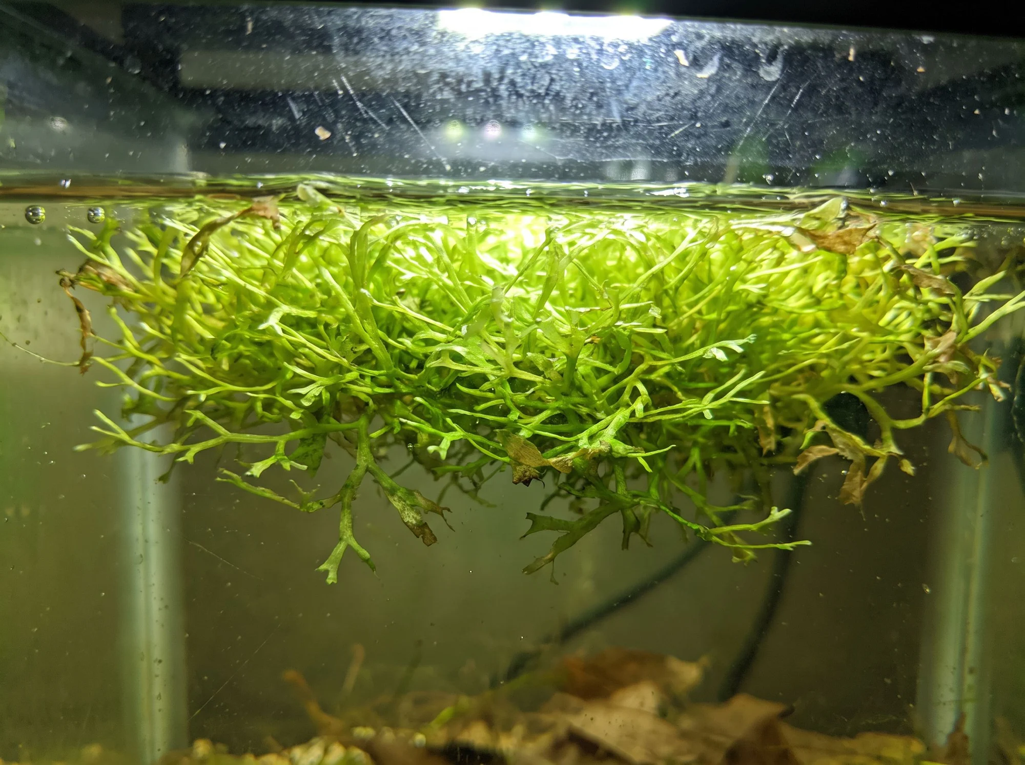 Floating Crystalwort