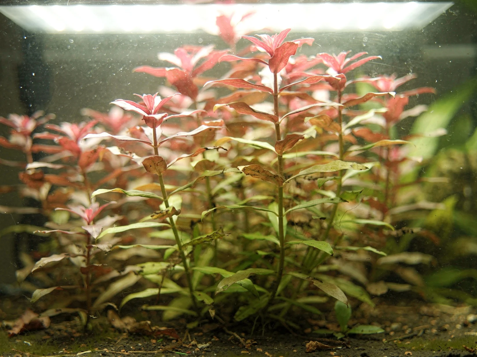 Rotala macrandra 'Green Narrow Leaf'