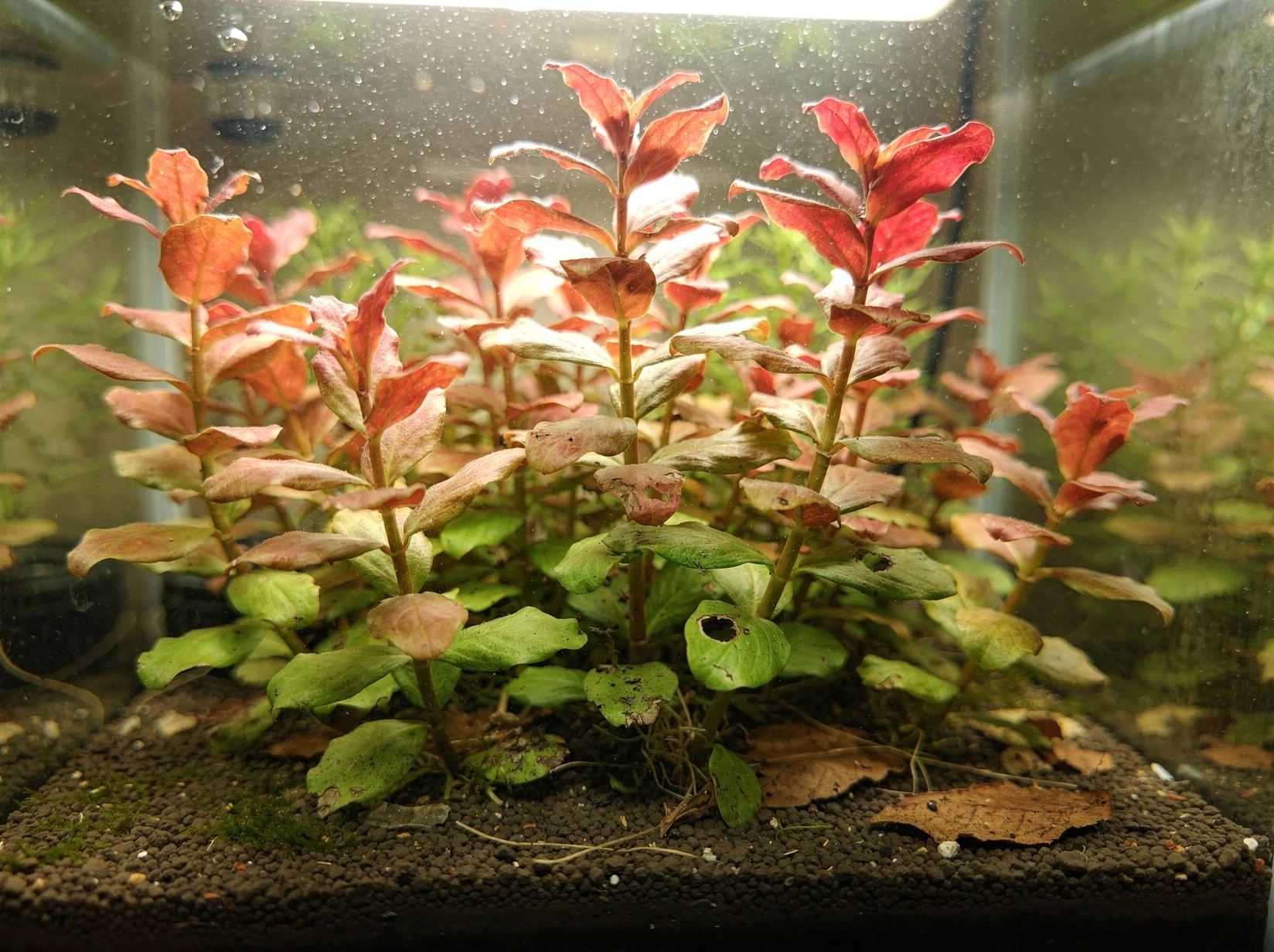 Rotala roja gigante 'Green'