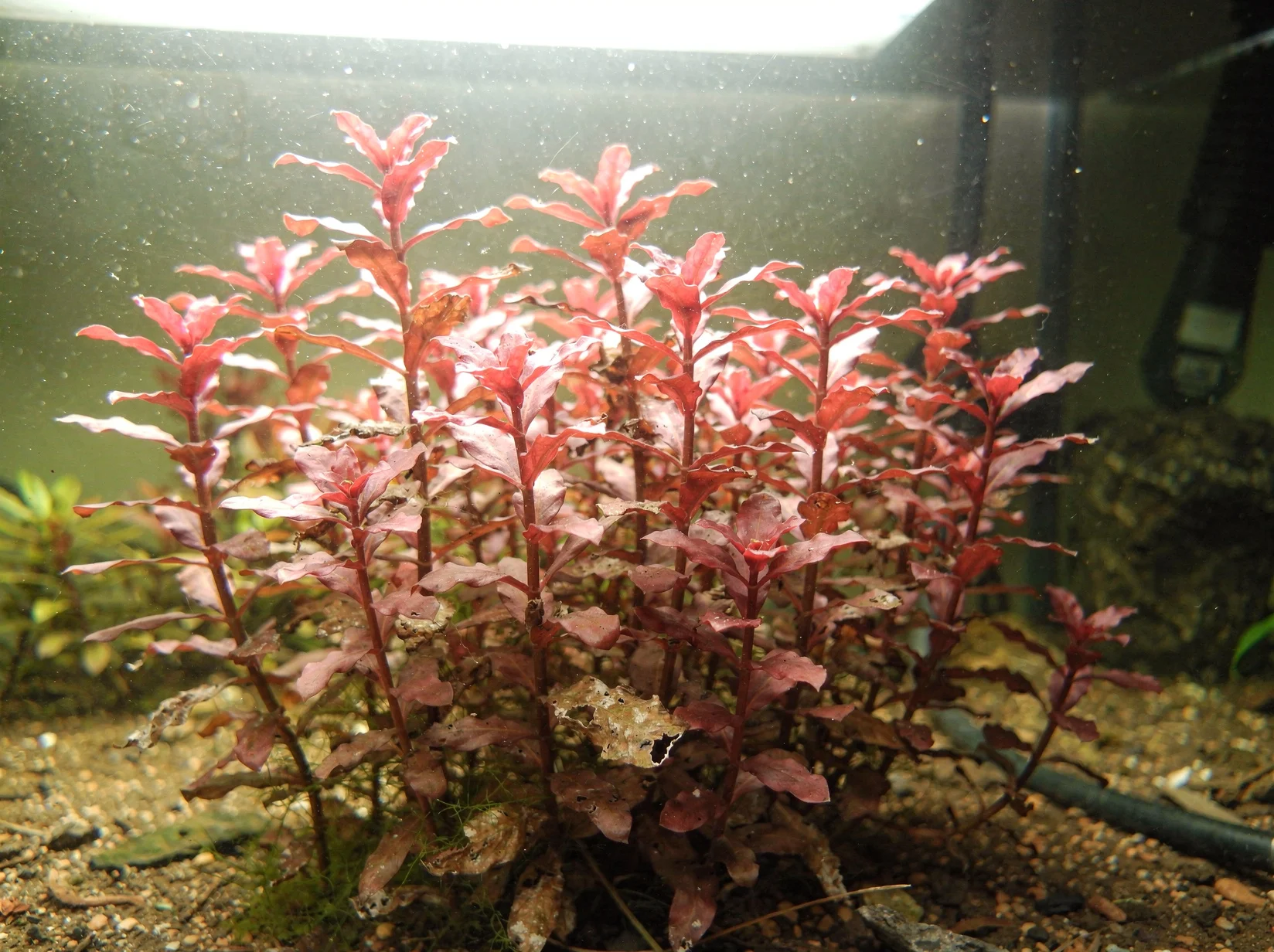 Rotala macrandra 'Mini Type 2'