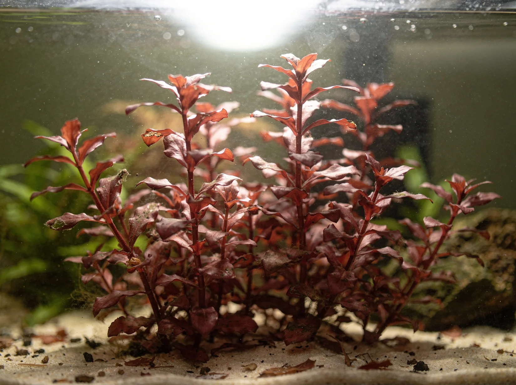 Rotala macrandra 'Mini Type 4'