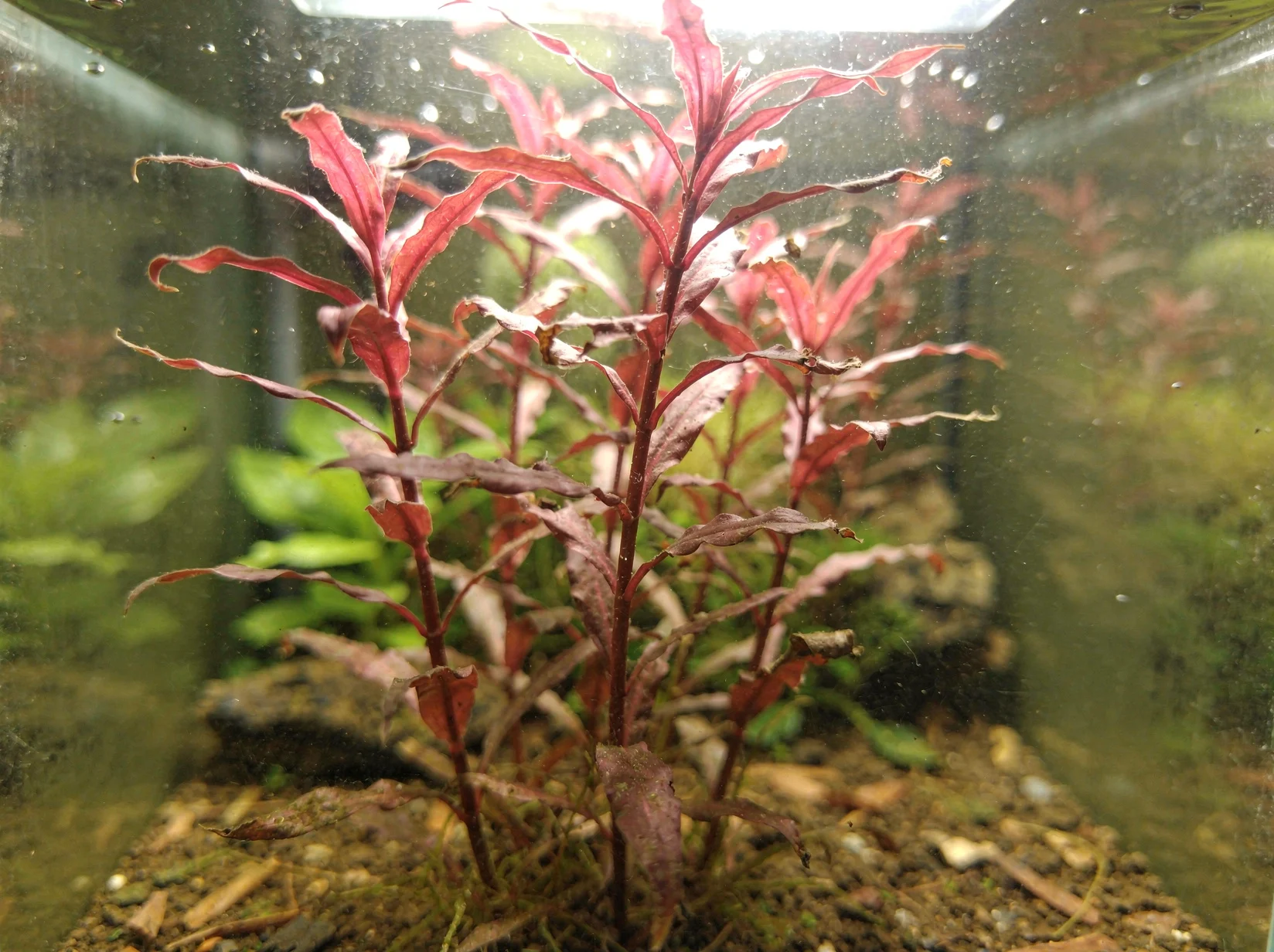 Rotala macrandra 'Narrow Leaf'
