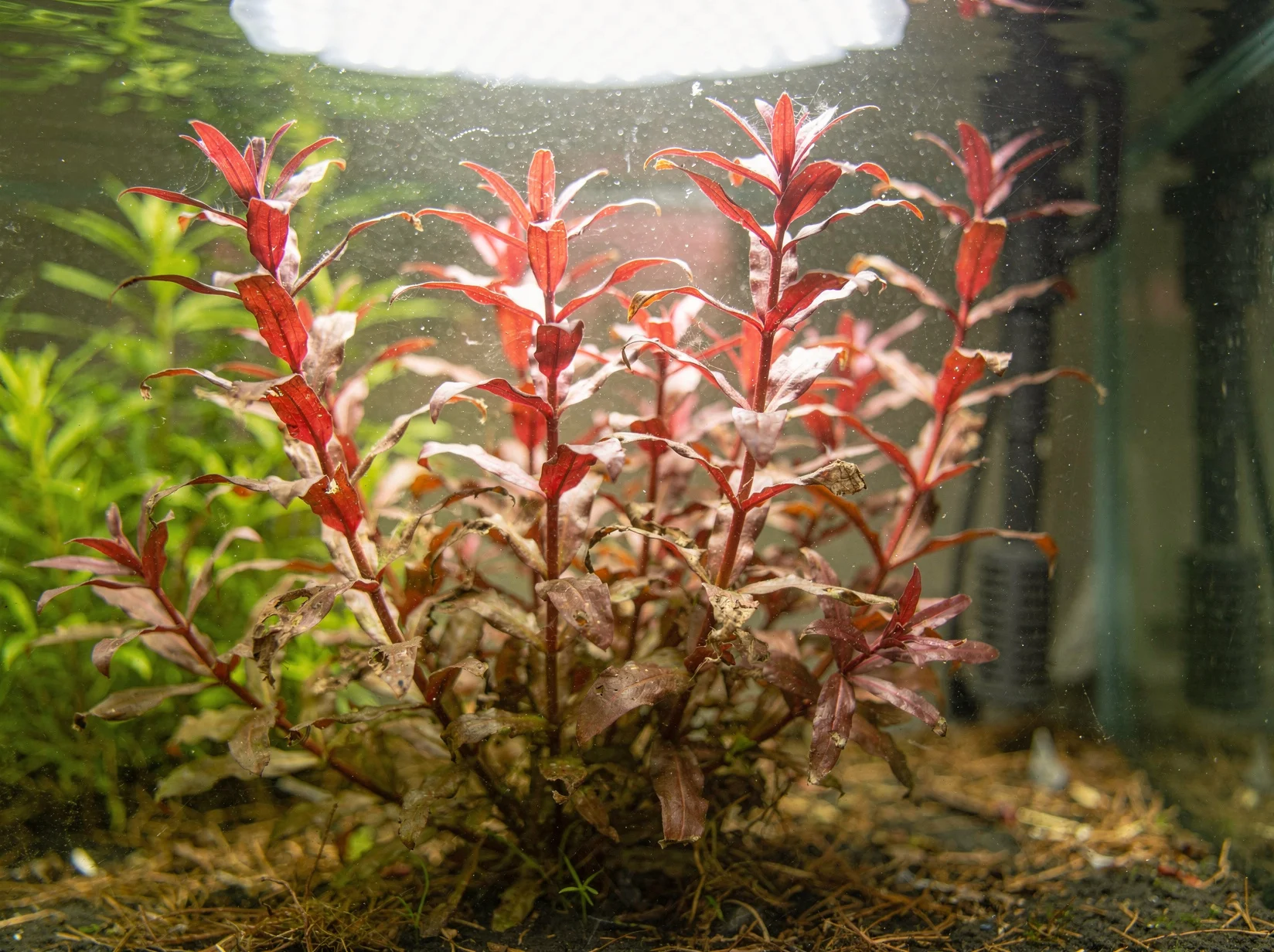 Giant Red Rotala
