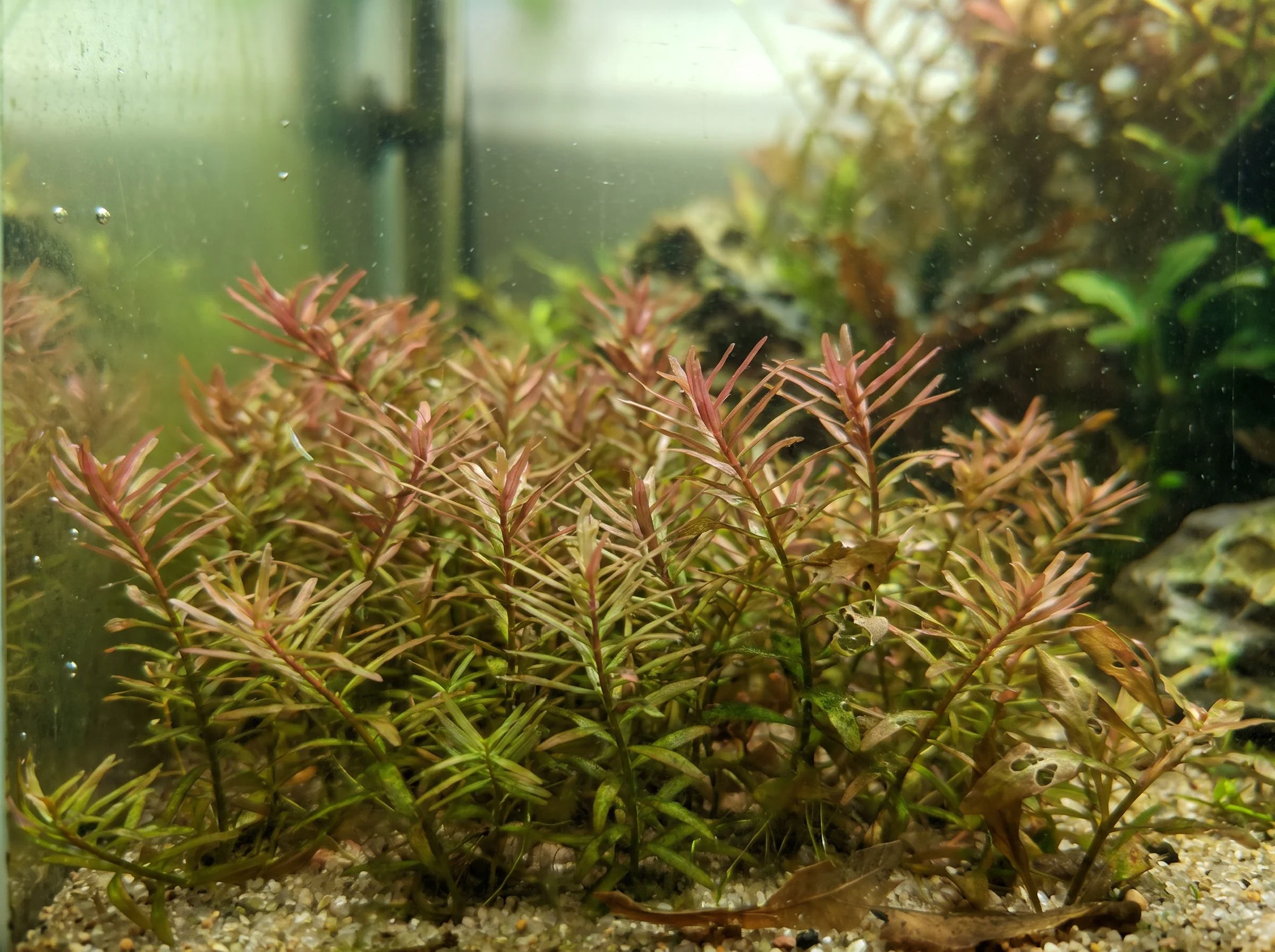 Dwarf Rotala