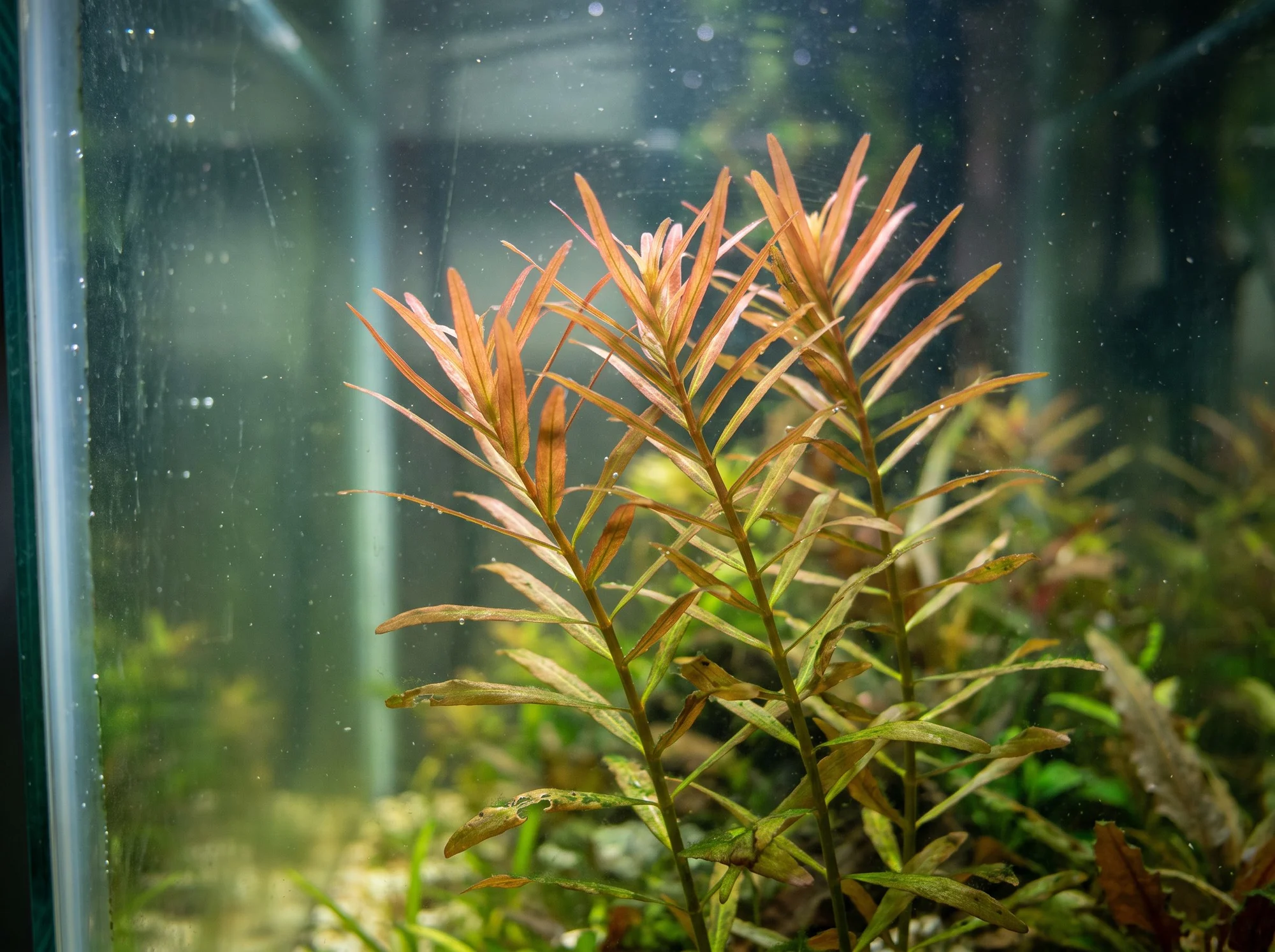 Rotala ramificada