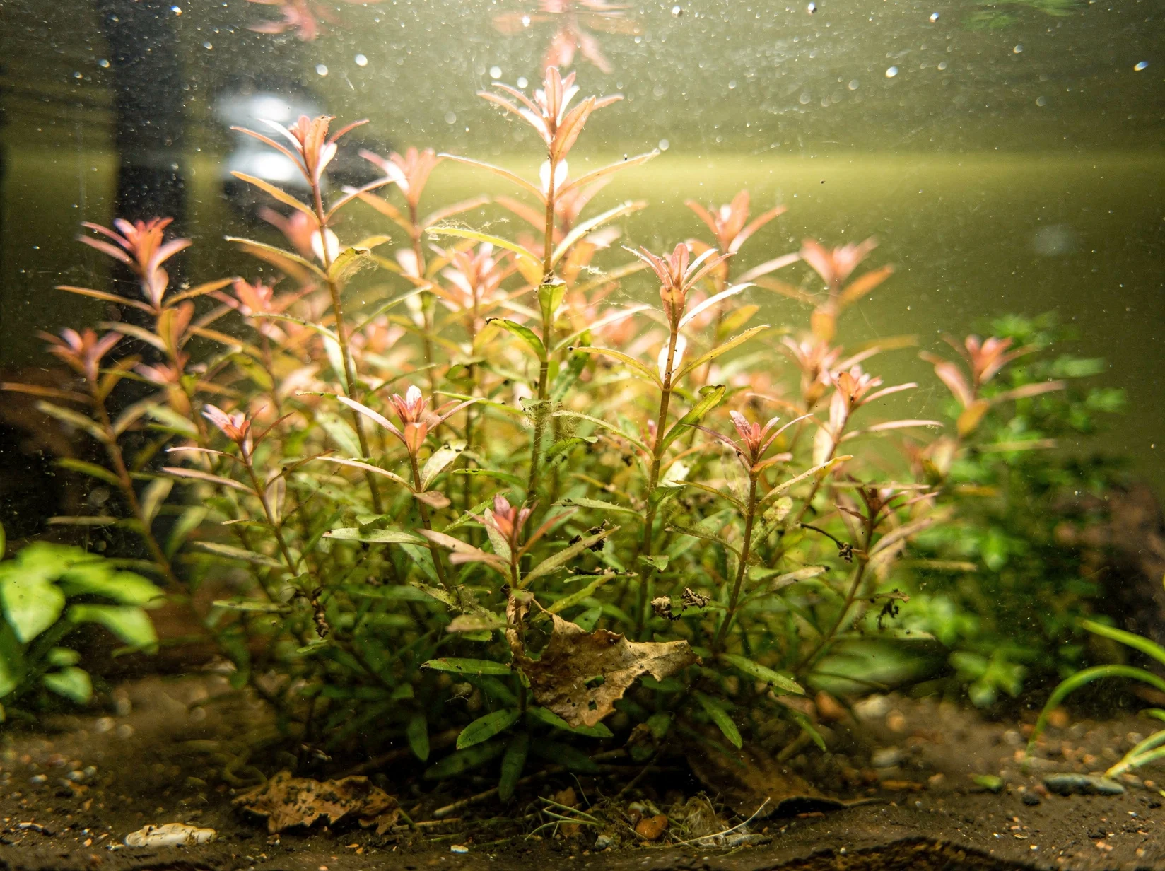 Rotala rotundifolia 'Ceylon'
