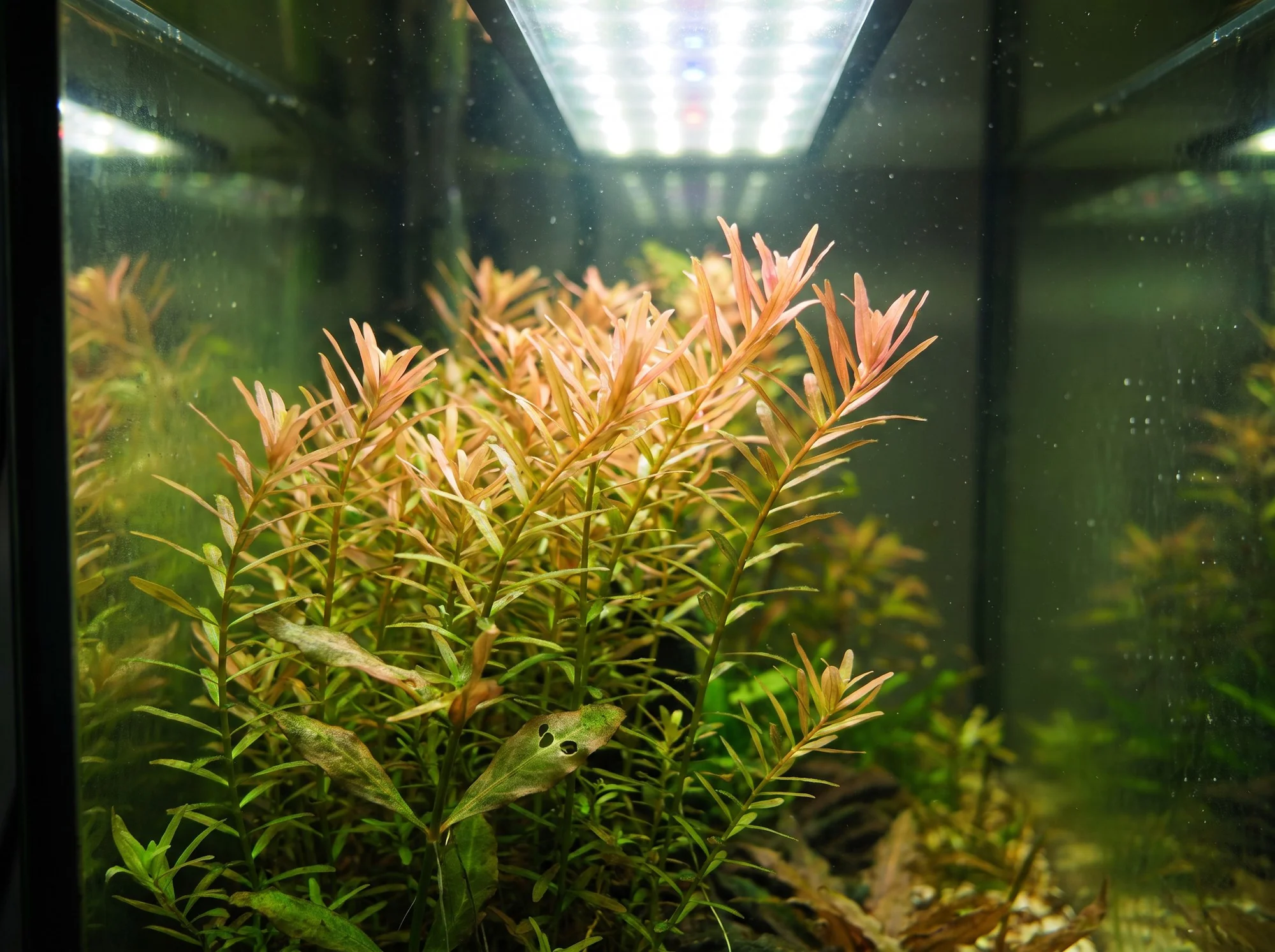 Rotala rotundifolia 'Colorata'