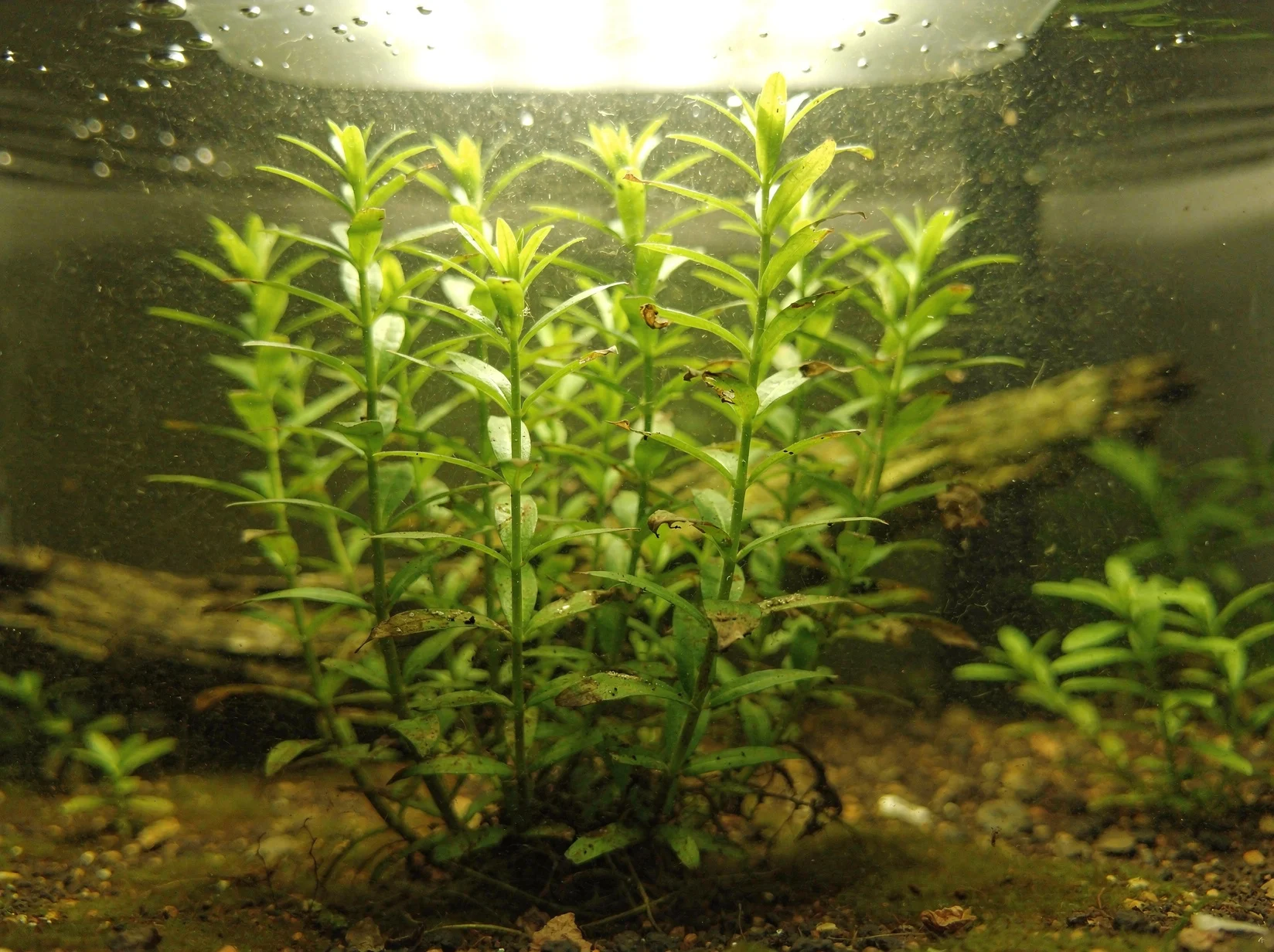 Rotala rotundifolia 'Green'