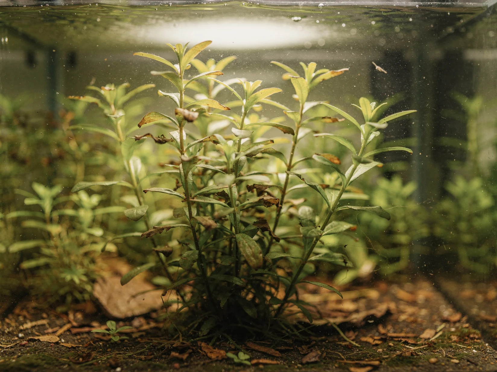 Dwarf Rotala