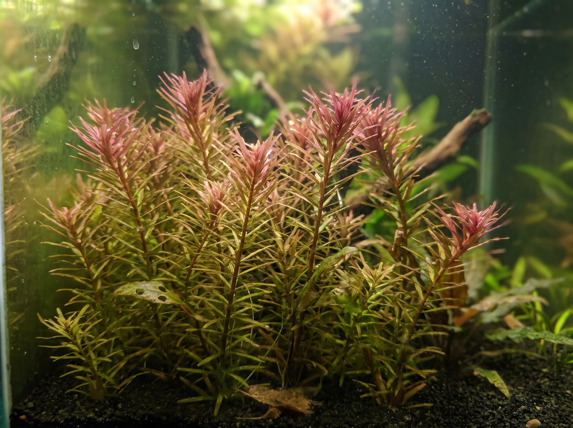 Whorly Rotala