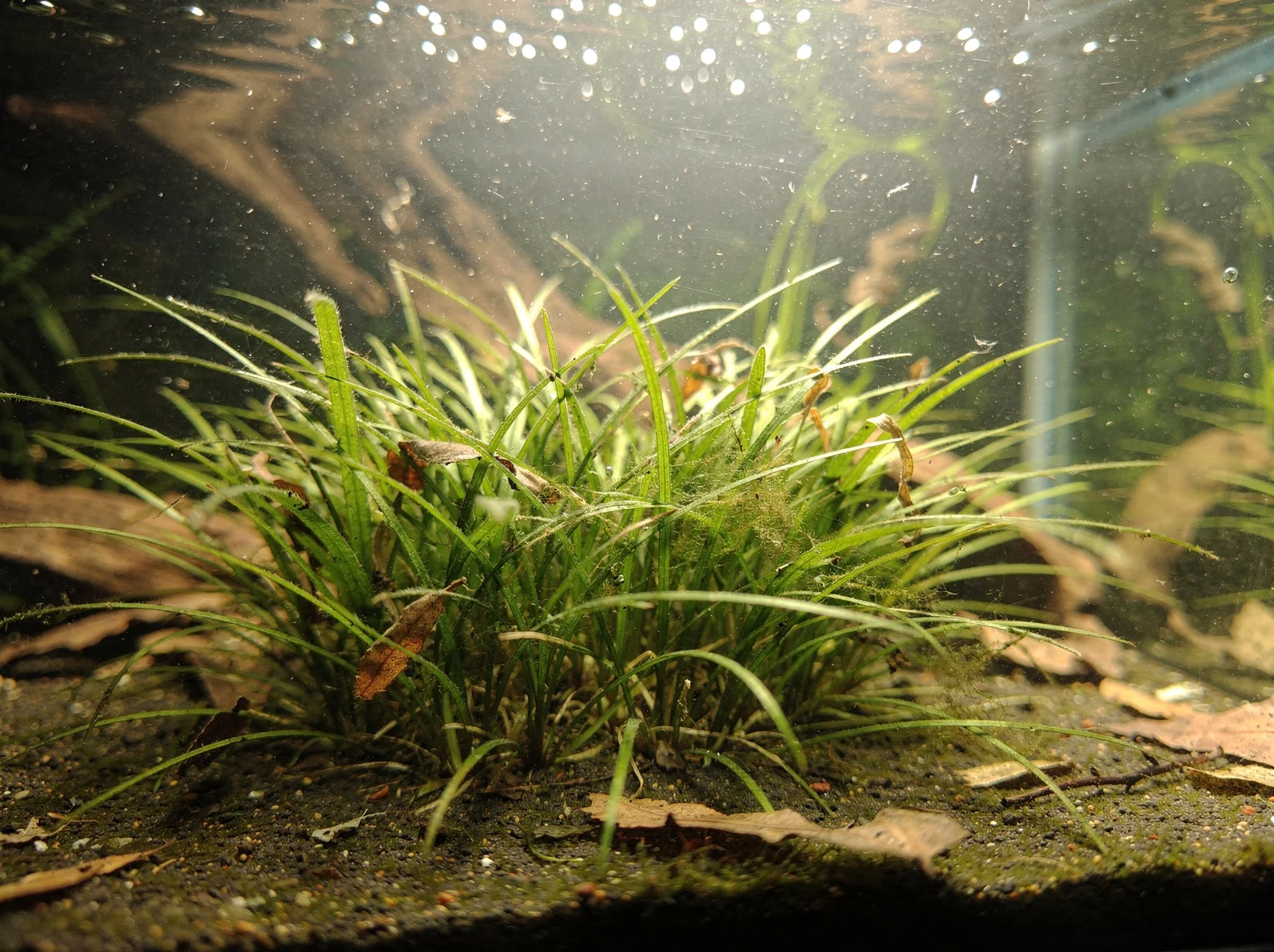 Sagittaria subulata 'Needle'