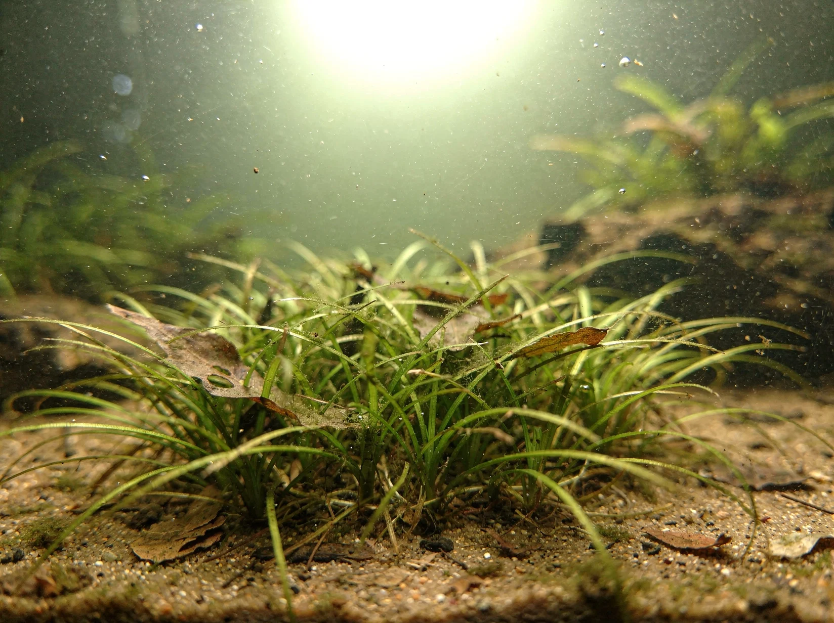 Sagittaria subulata 'Pusilla'