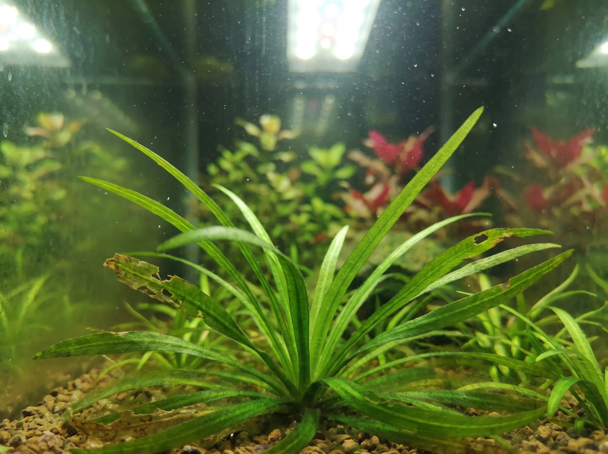 Dwarf Sagittaria