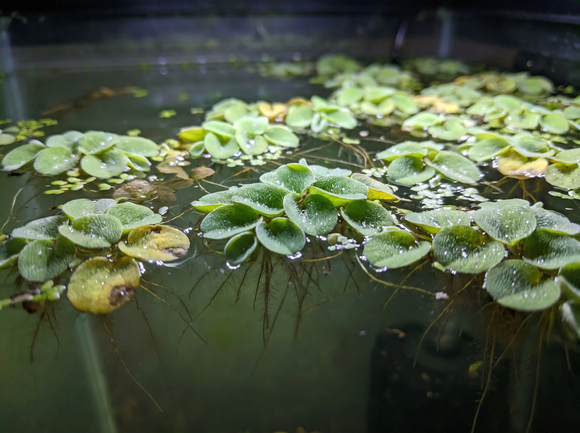 Asian Watermoss