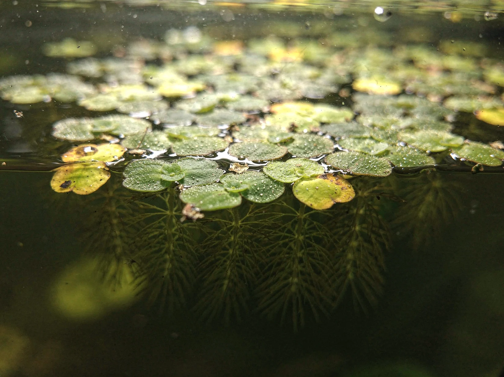 Water Spangles