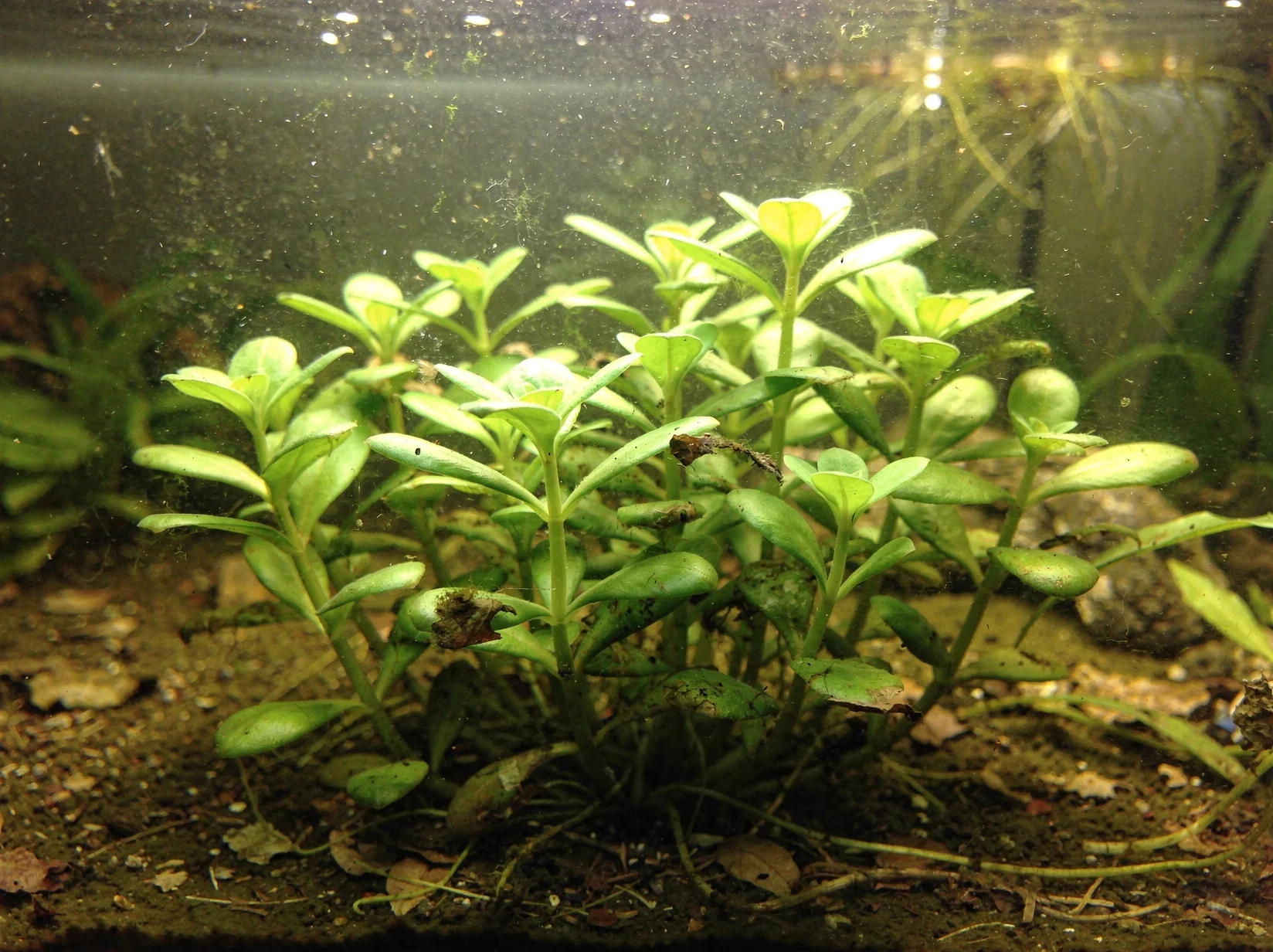 Brookweed