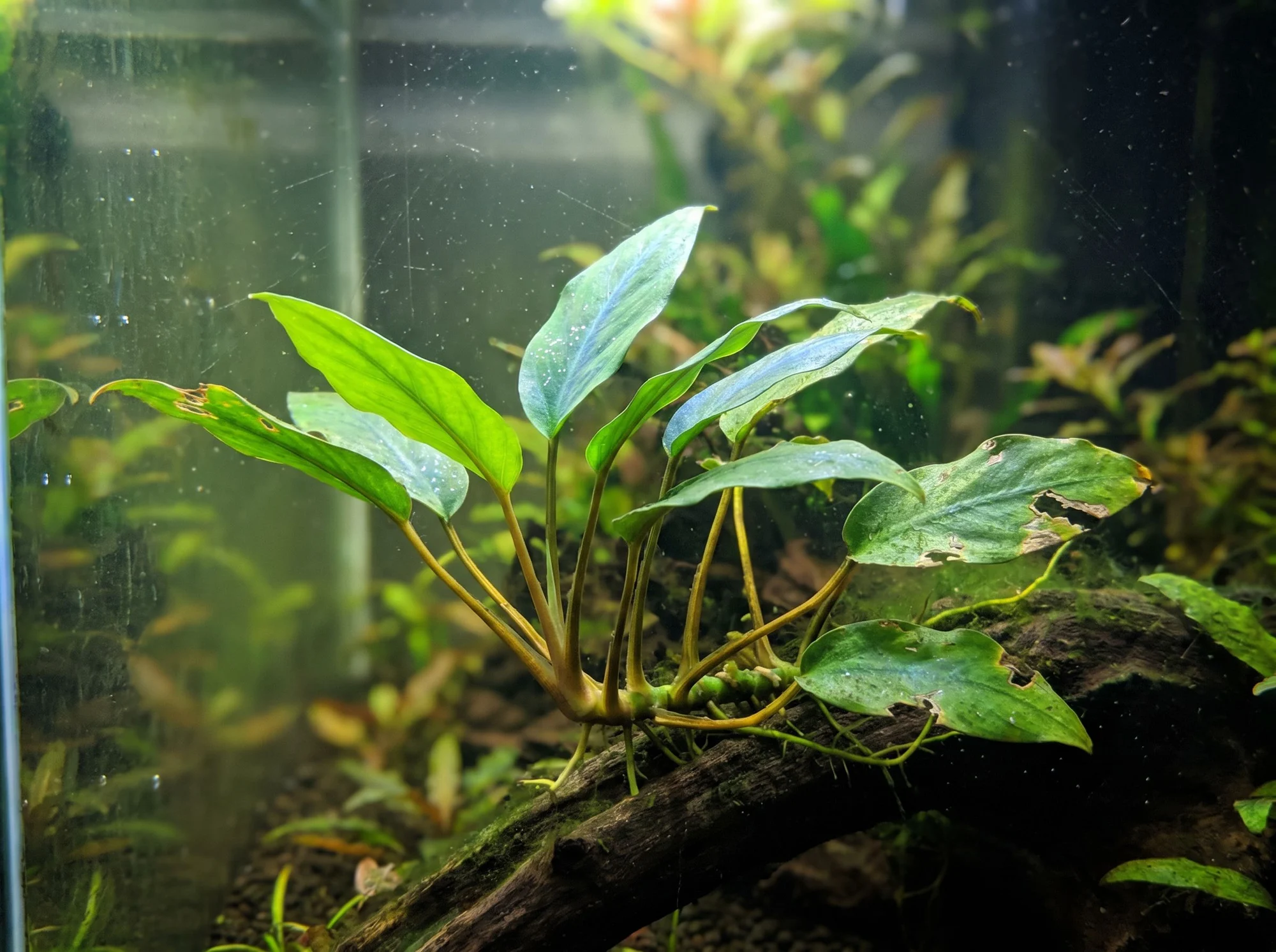 Schismatoglottis