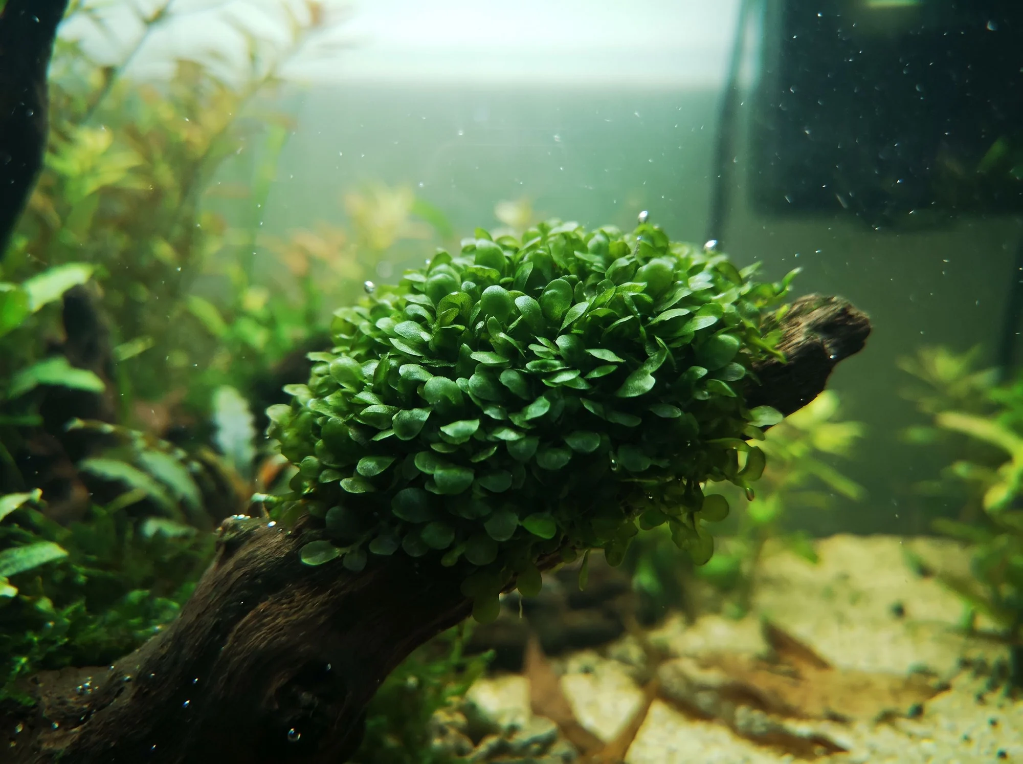 Pearl Moss