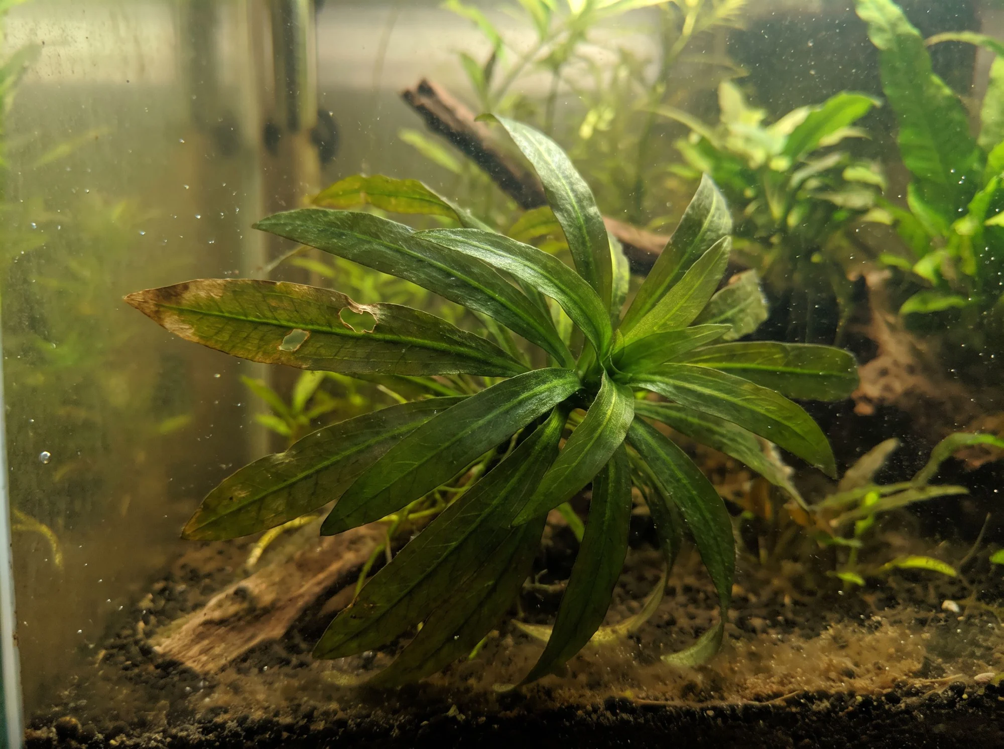 Water Orchid