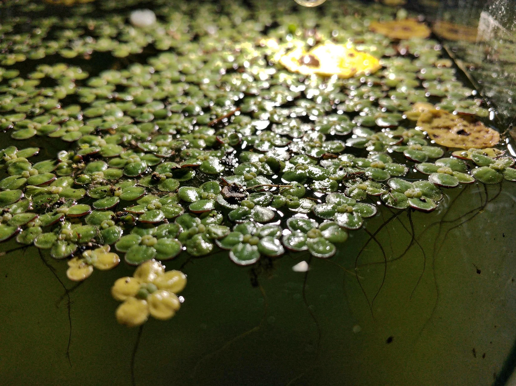 Greater Duckweed
