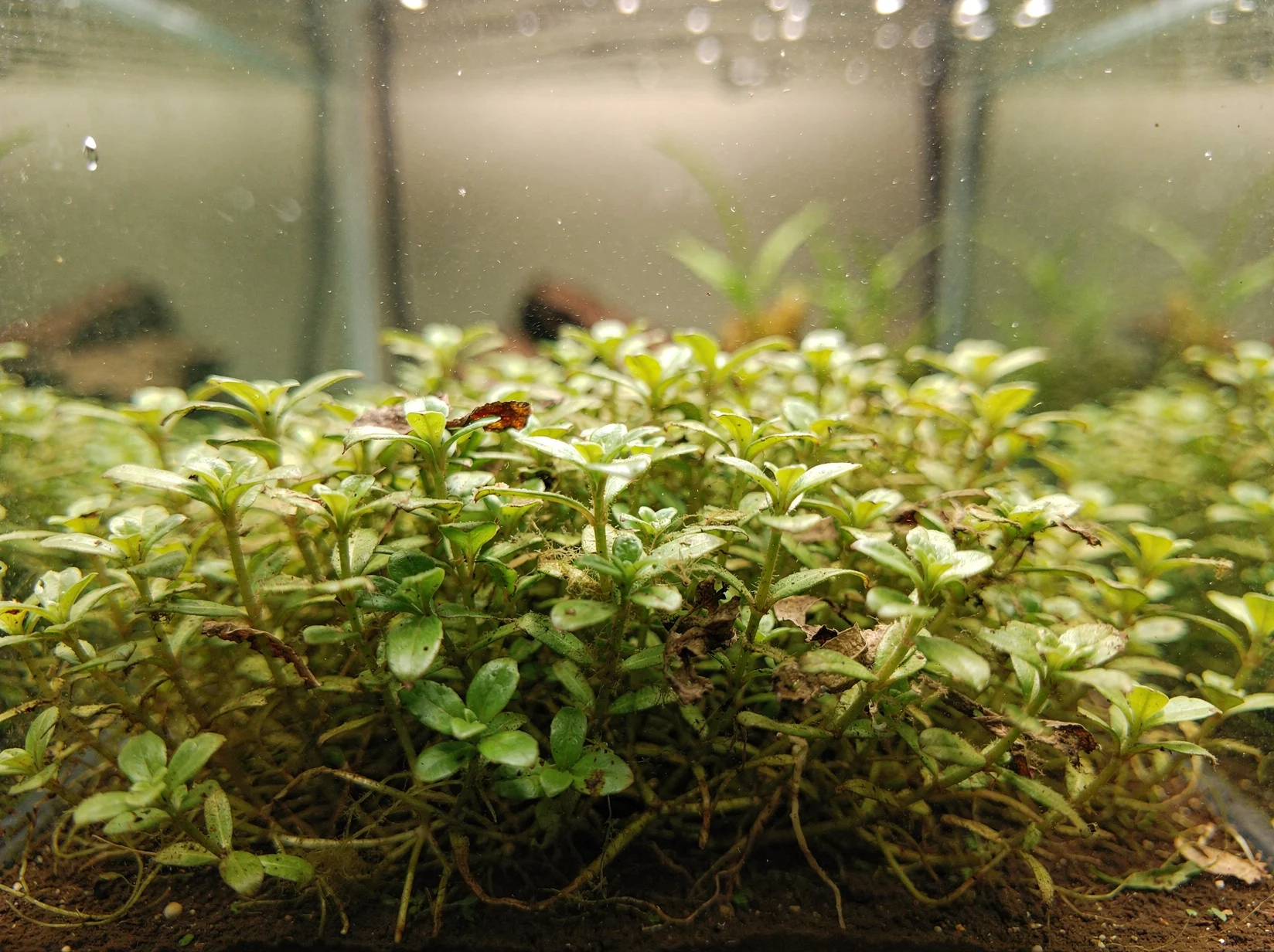 Creeping Staurogyne