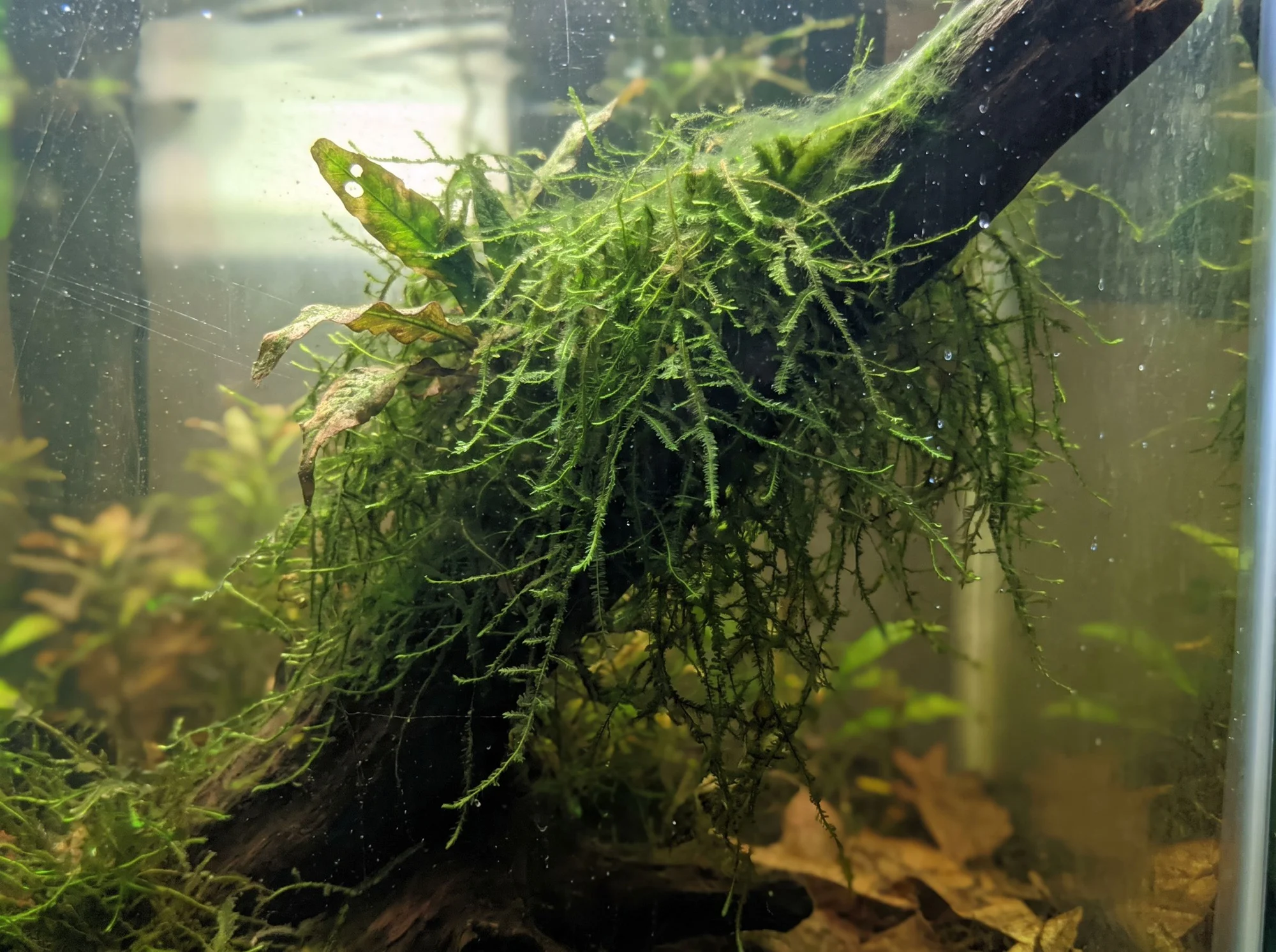 Taiwan Moss