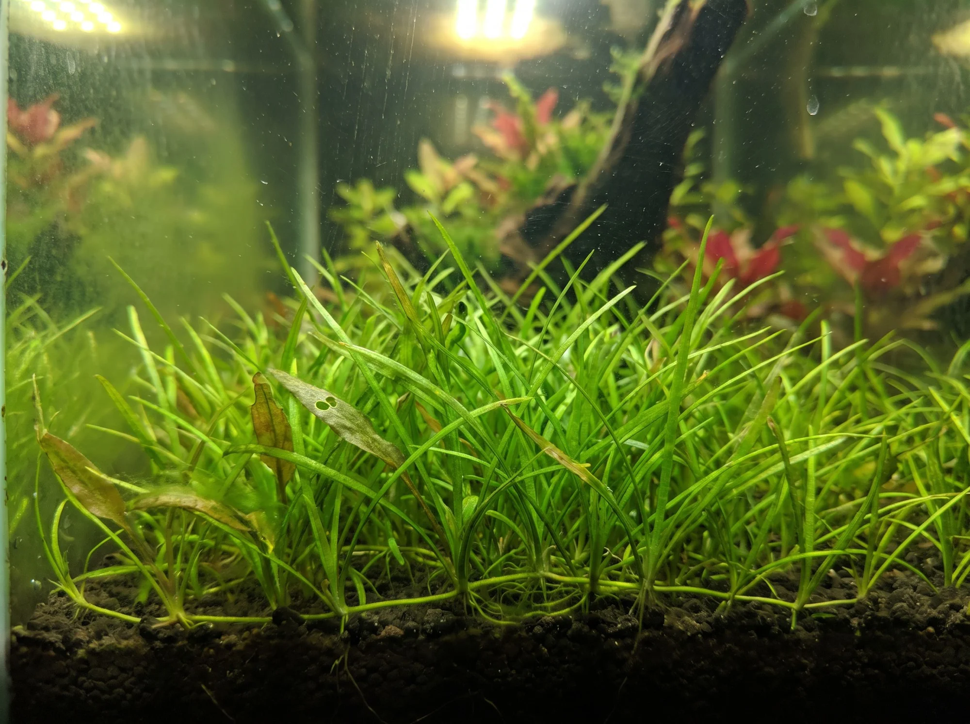 Bladderwort Carpet