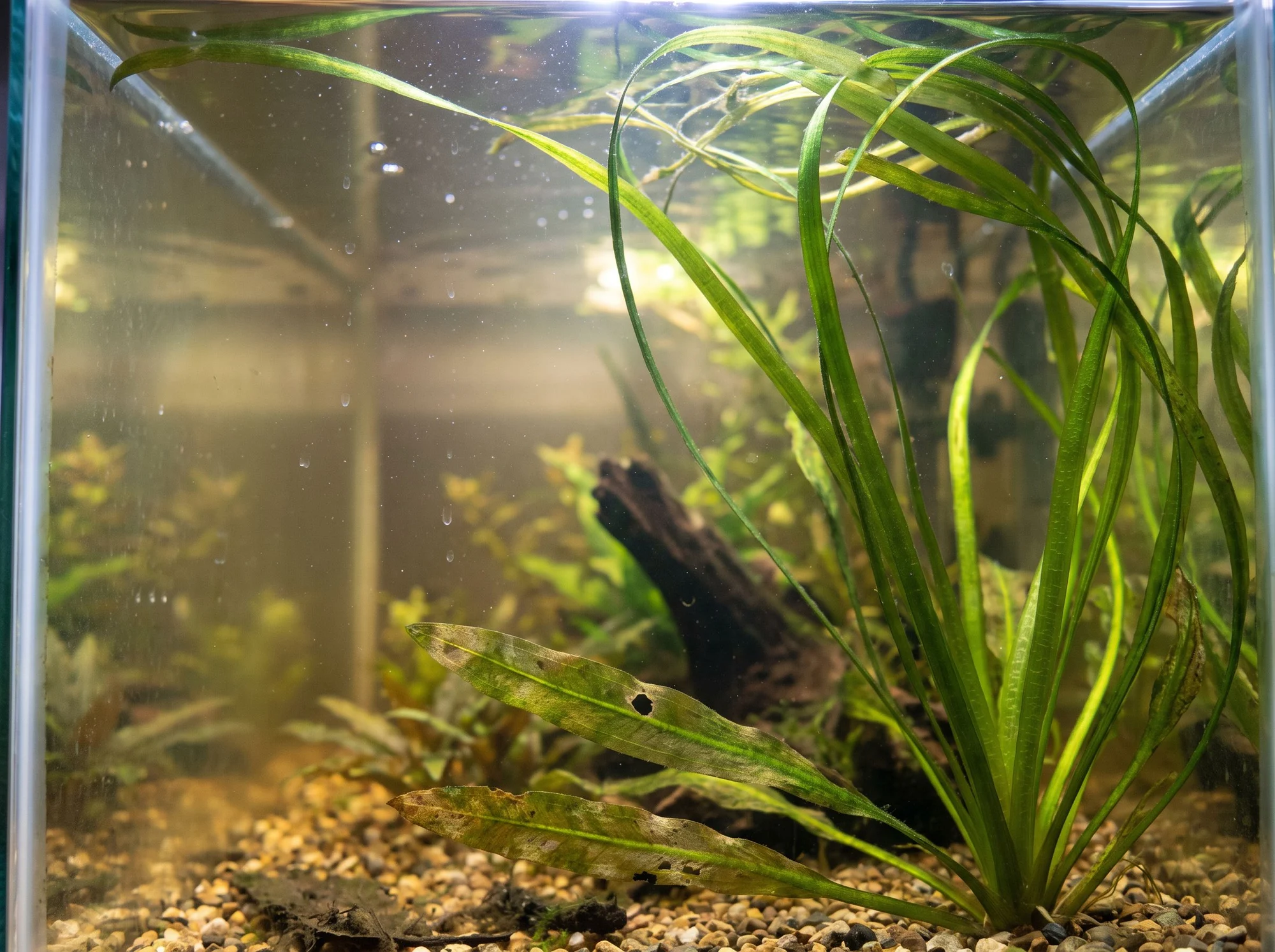 Giant Vallisneria