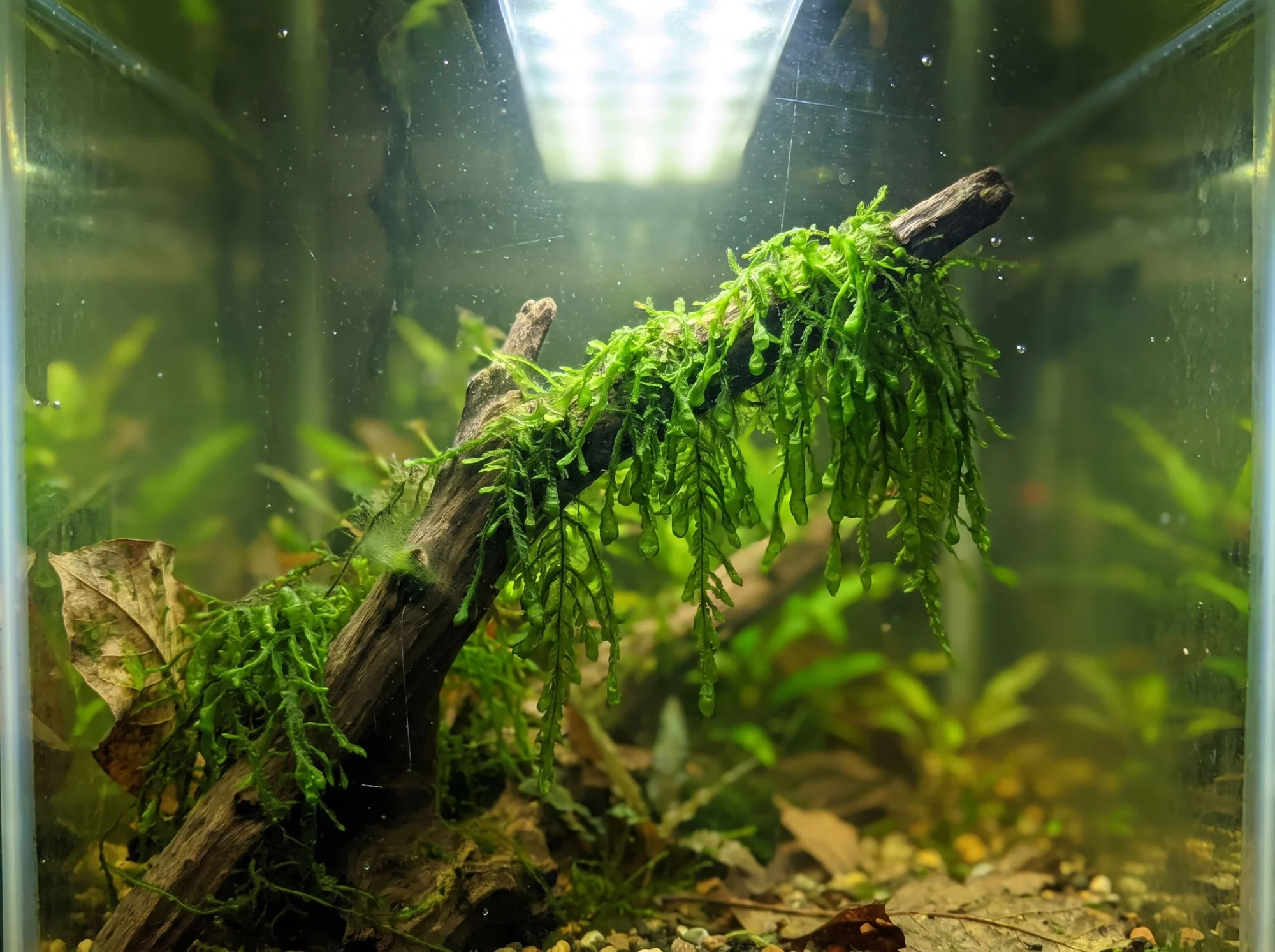 Vesicularia ferriei 'Weeping Moss'