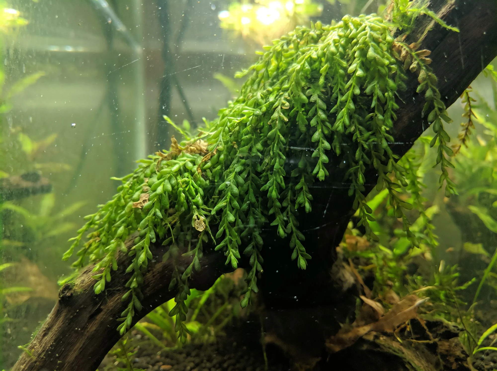 Weeping Moss