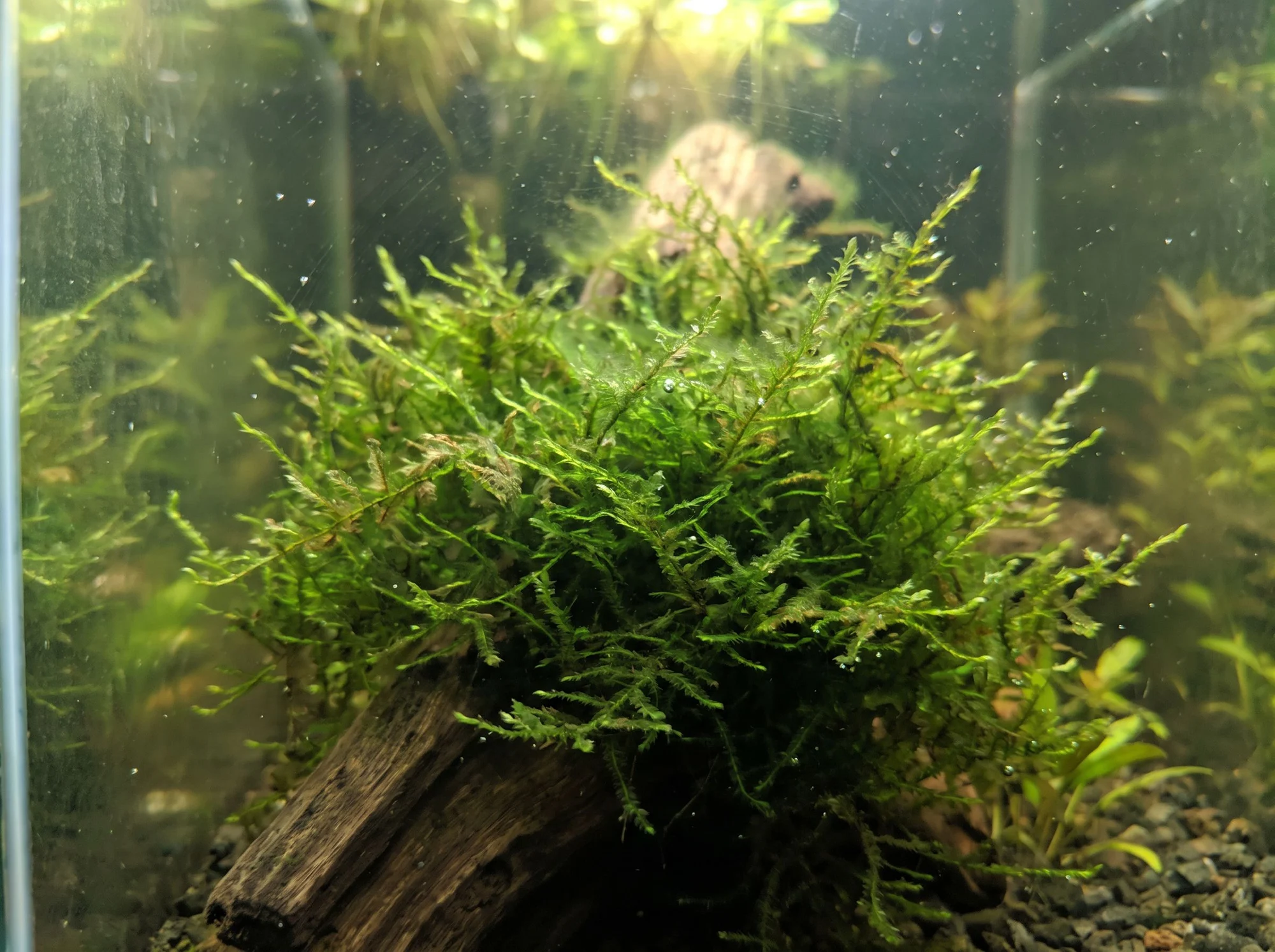Christmas Moss